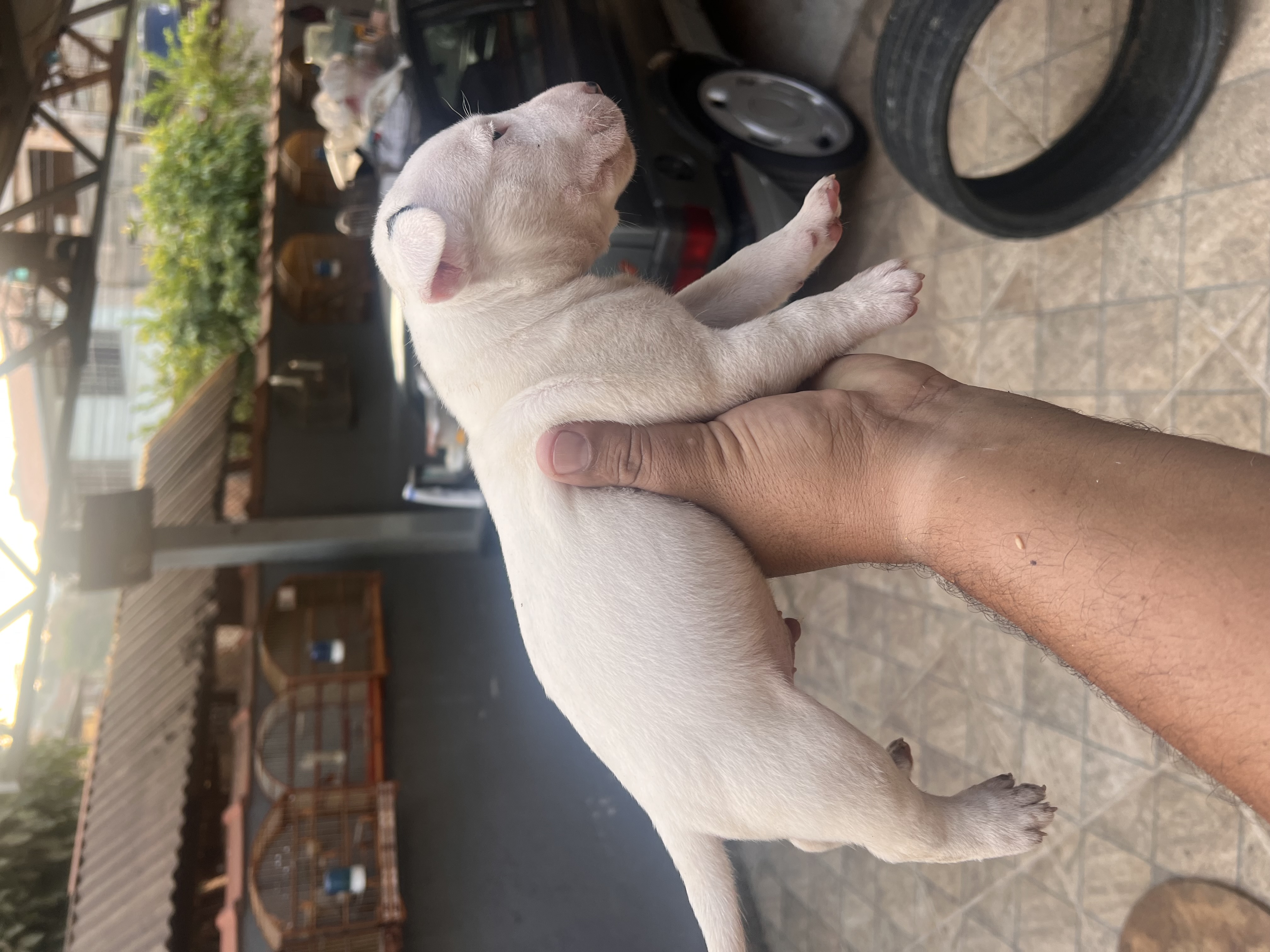 Portal Vendocão Vendo  Nova Lima MG
