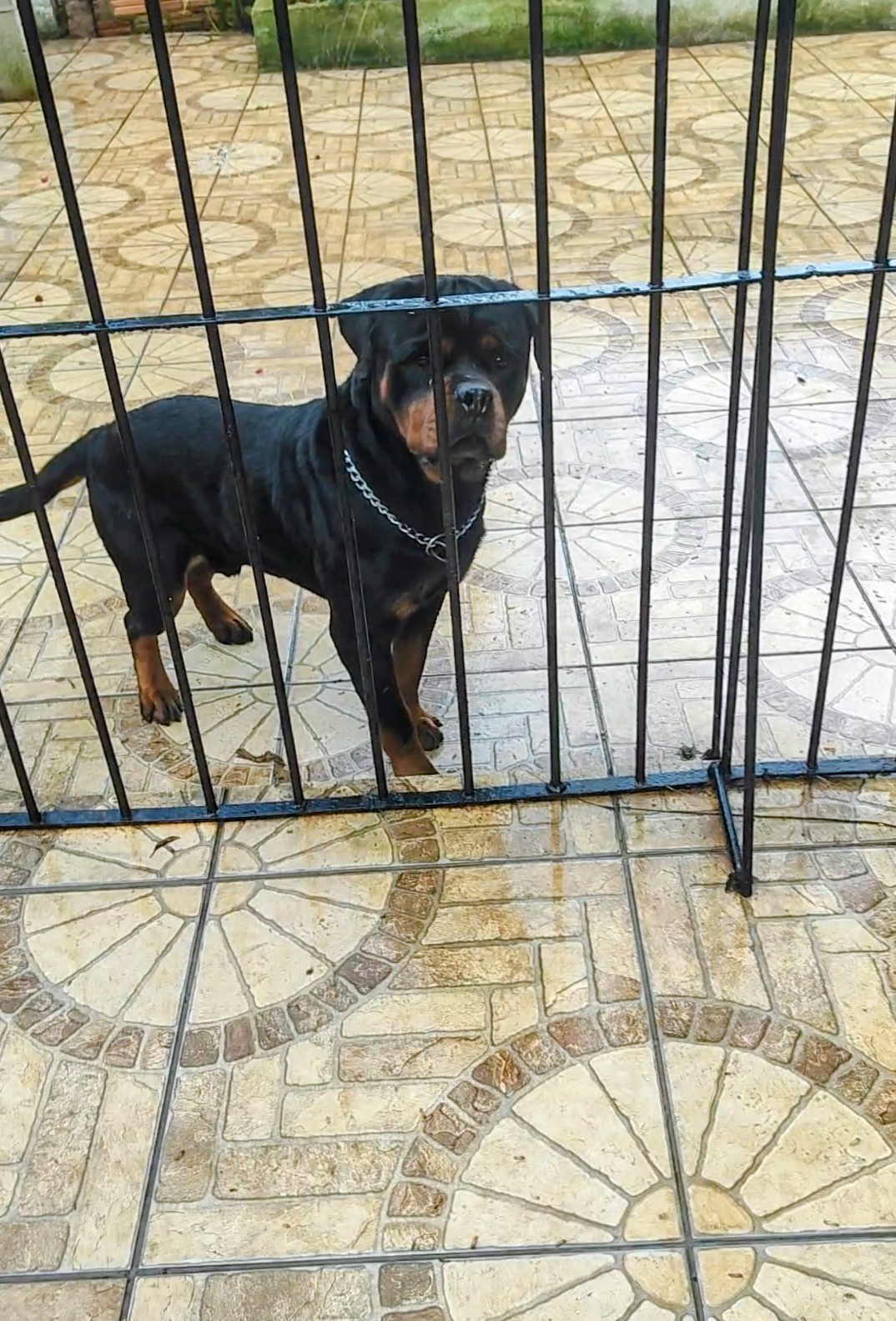 Filhotes de Rottweiler 