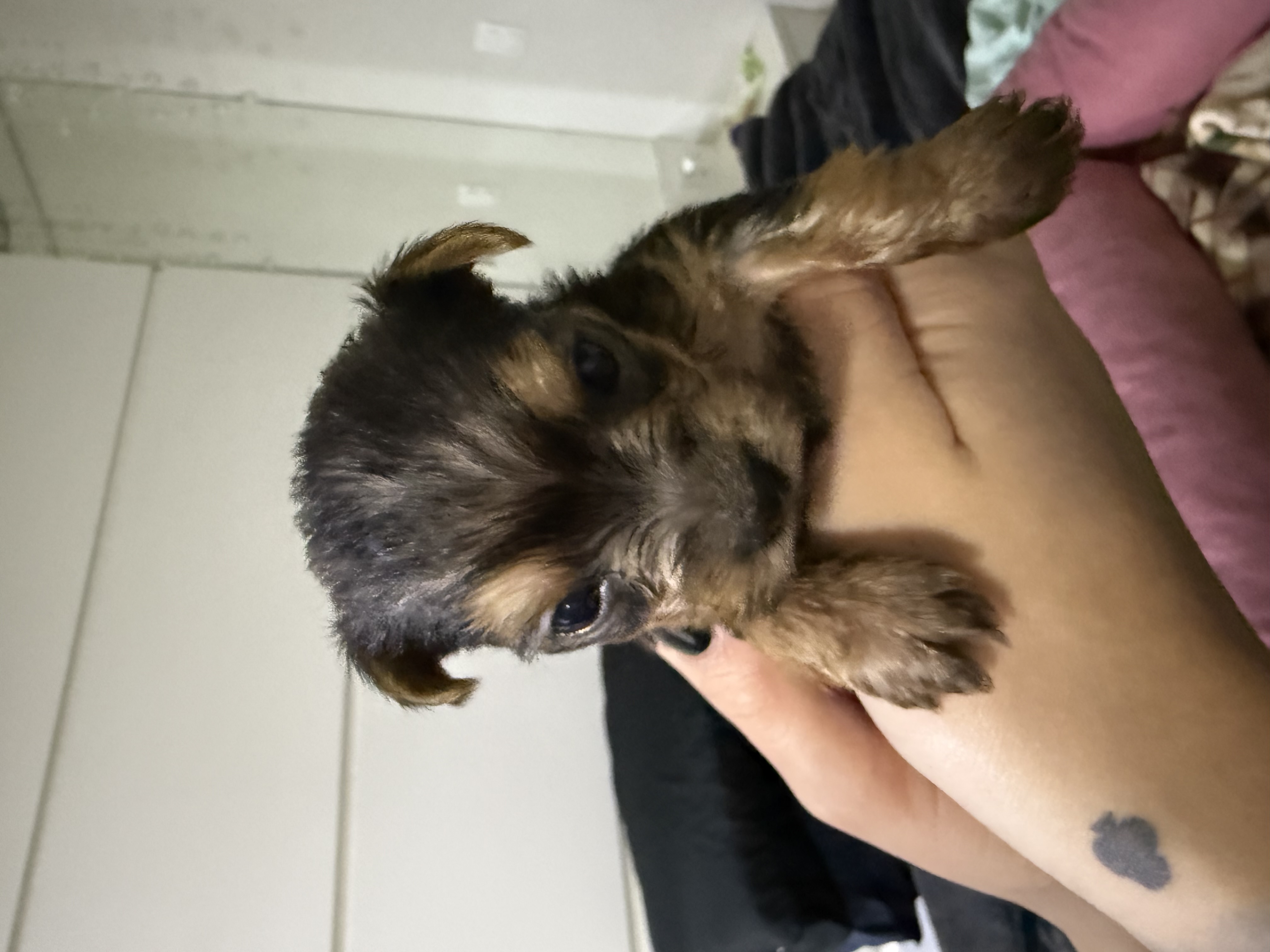 Portal Vendocão Filhotes Yorkshire  Porto Alegre