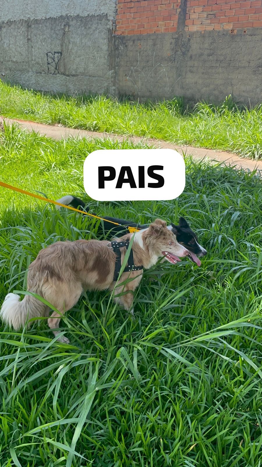 Filhotes de border collie puros  - Foto 3
