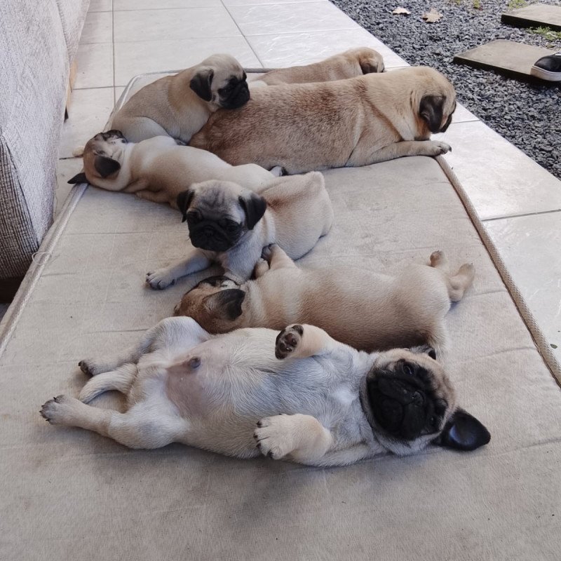 Lindos filhotes de Pugs - Foto 4