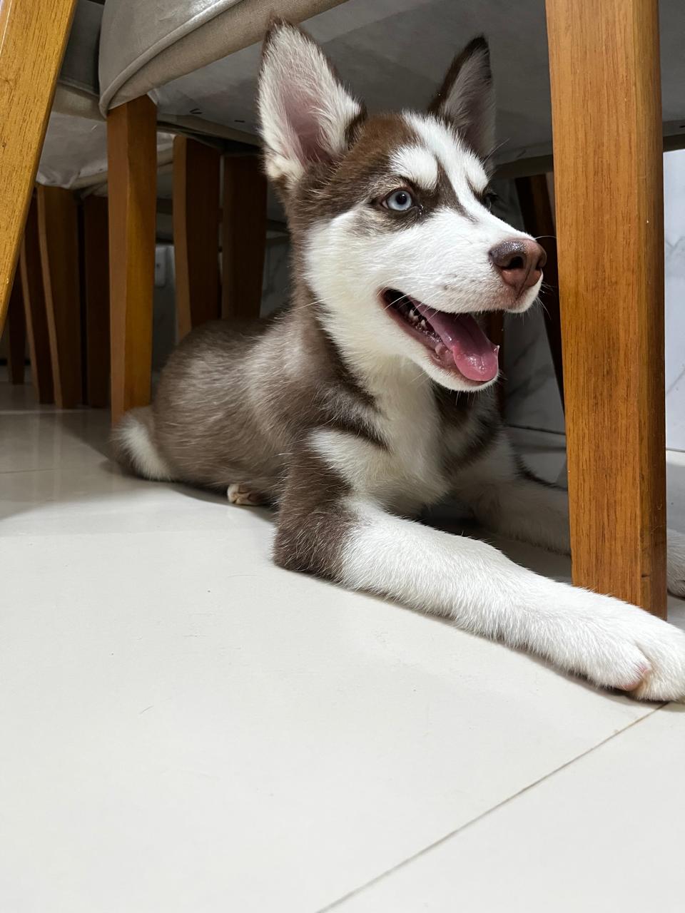 Husky siberiano puro