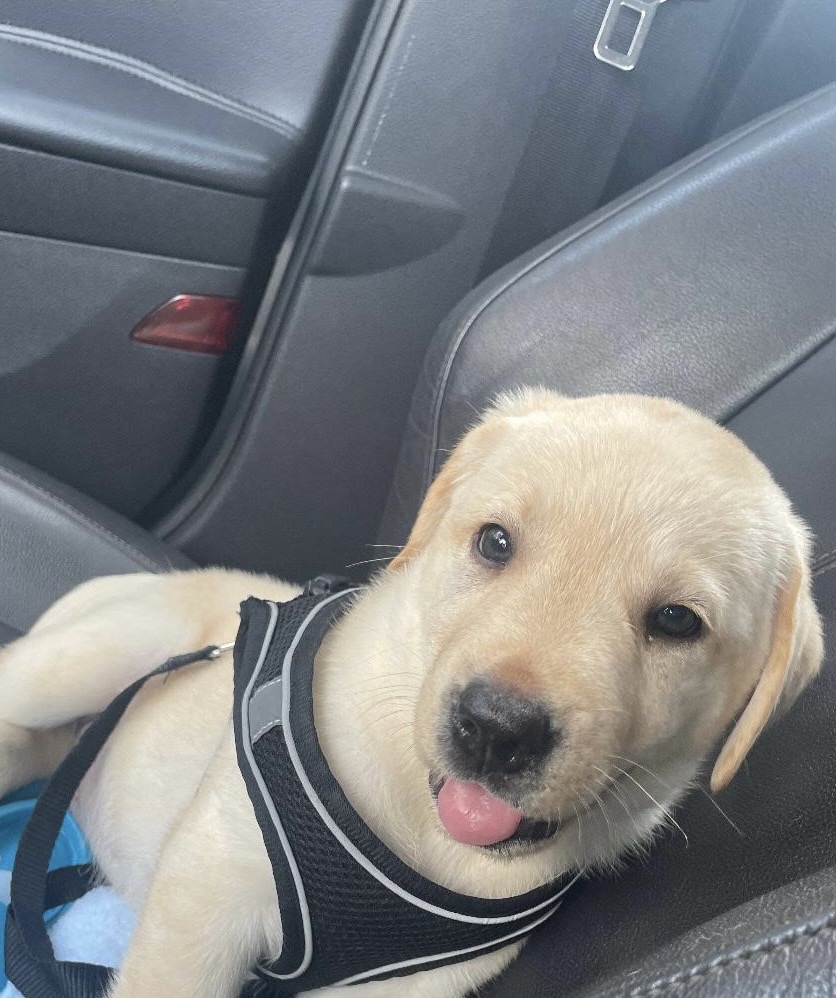 Labrador filhote - Foto 3