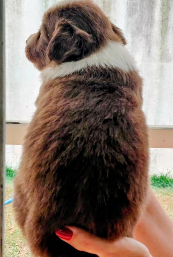 Filhote Border Collie