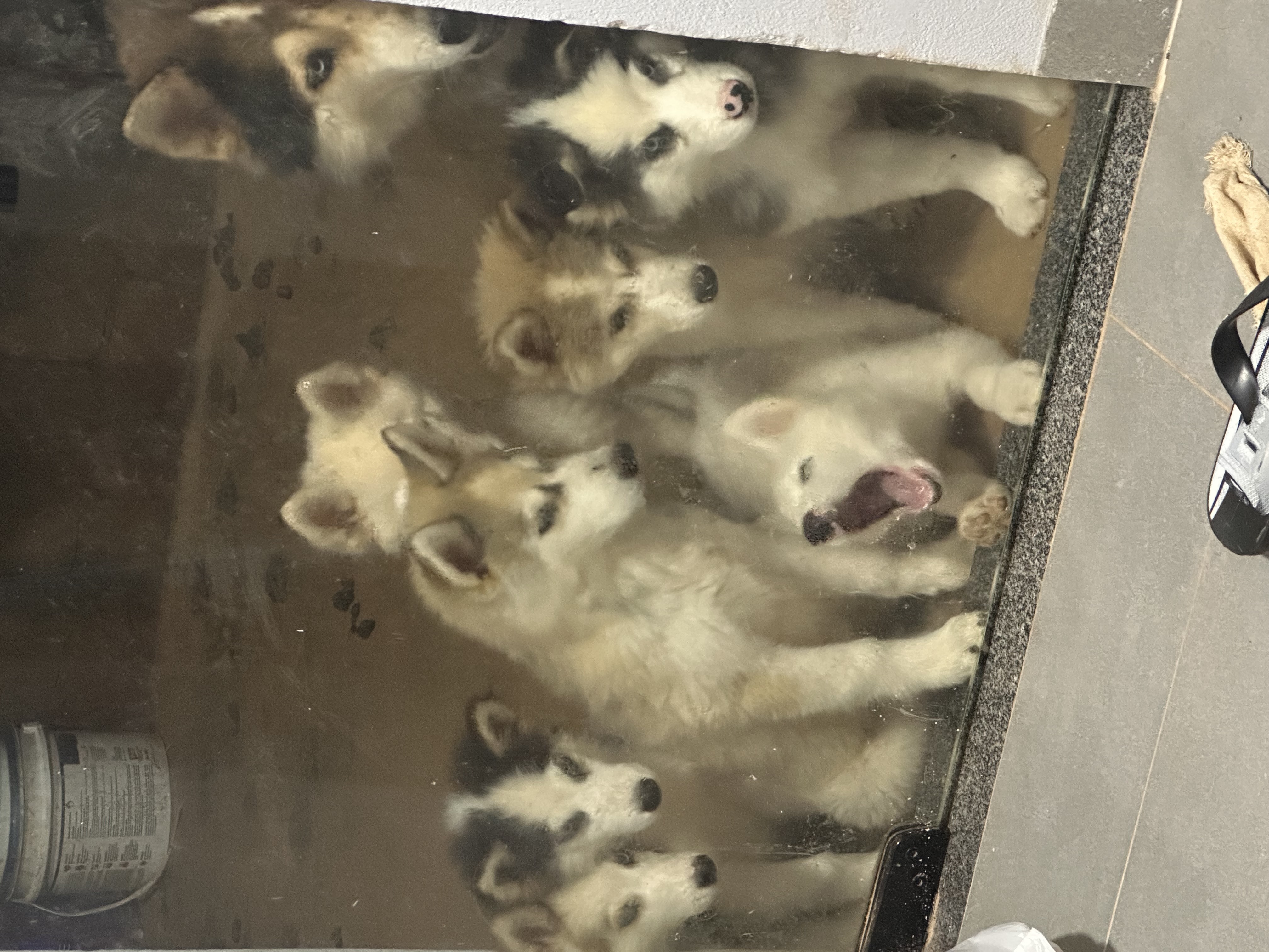 Portal Vendocão Filhote de husky siberiano  Parauapebas 