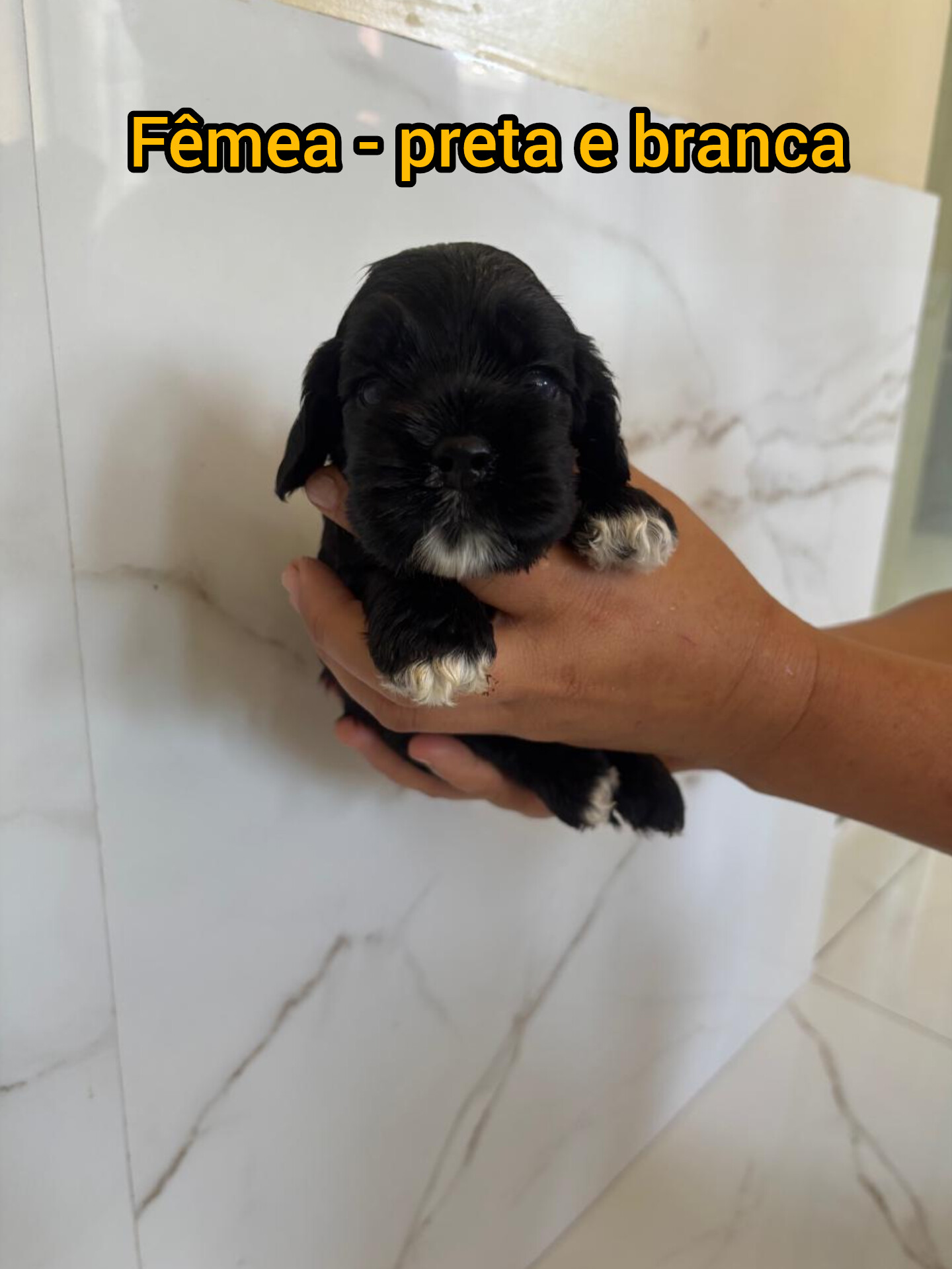 Portal Vendocão Filhotes de Cocker Americano Sao Luis