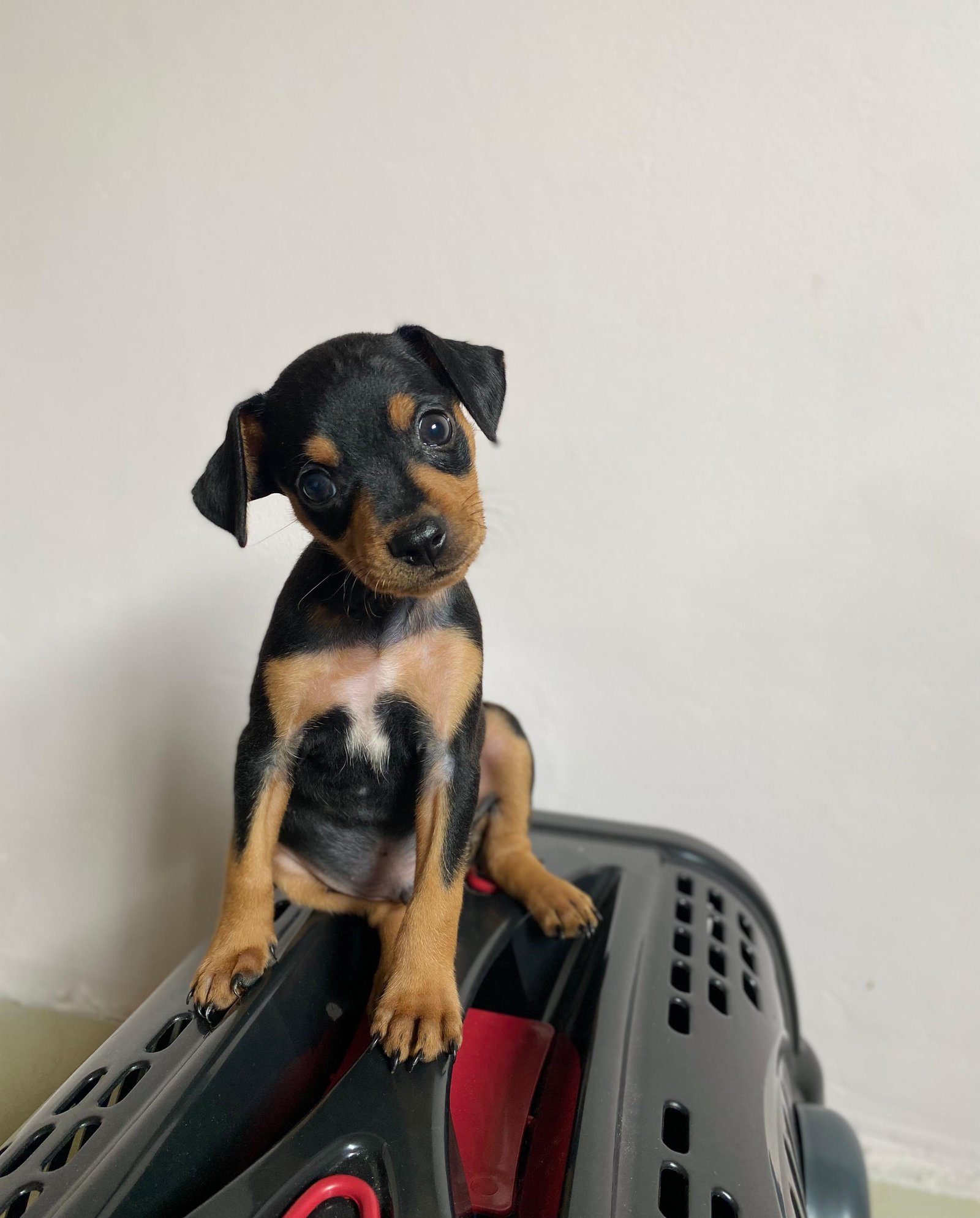 VENDO FILHOTE DE PINSCHER  - Foto 1
