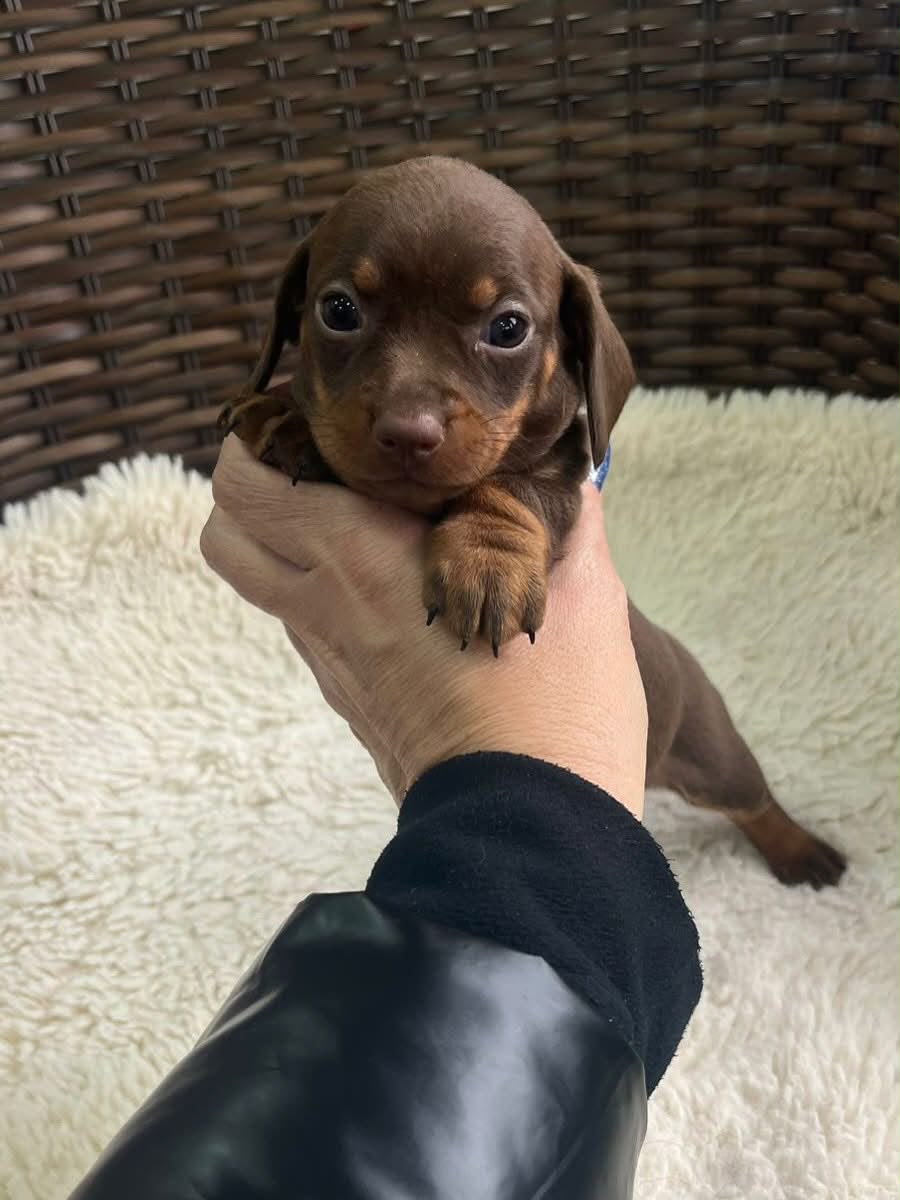 Filhotes dachshund disponível para reserva  - Foto 4
