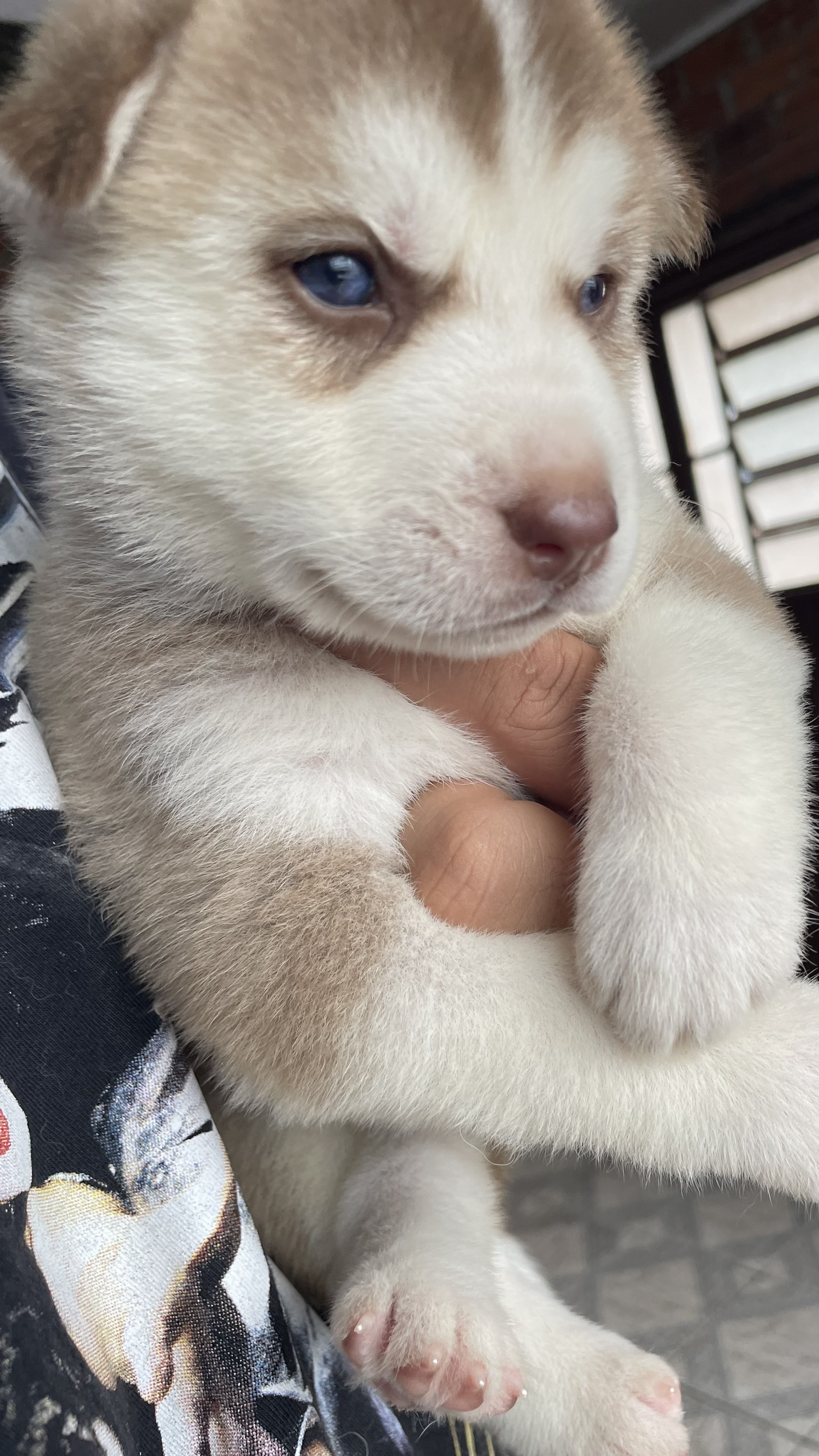 Filhotes de Husky Siberiano
