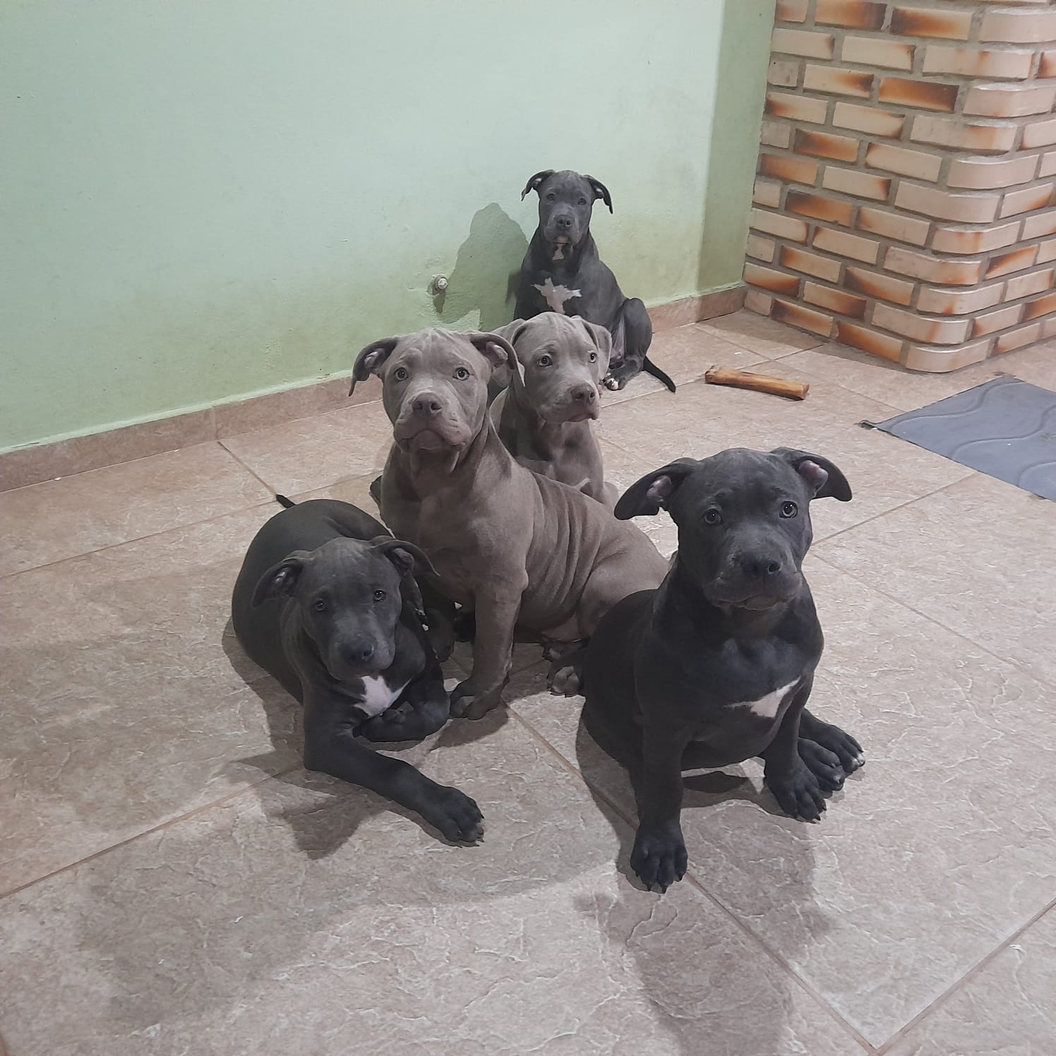 Portal Vendocão American Bully - 4 meses Rio das Ostras