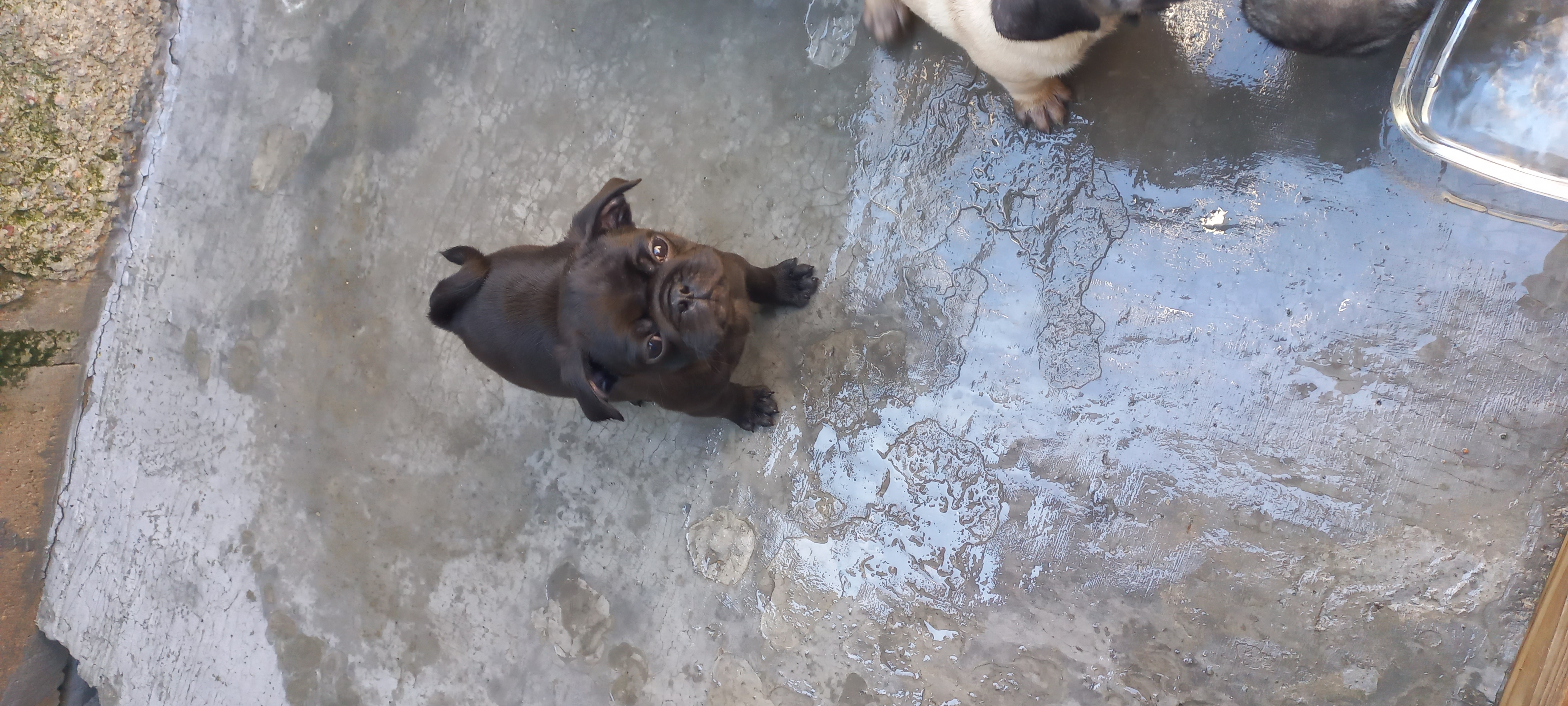 Portal Vendocão Vendo pug Paulo lopes 