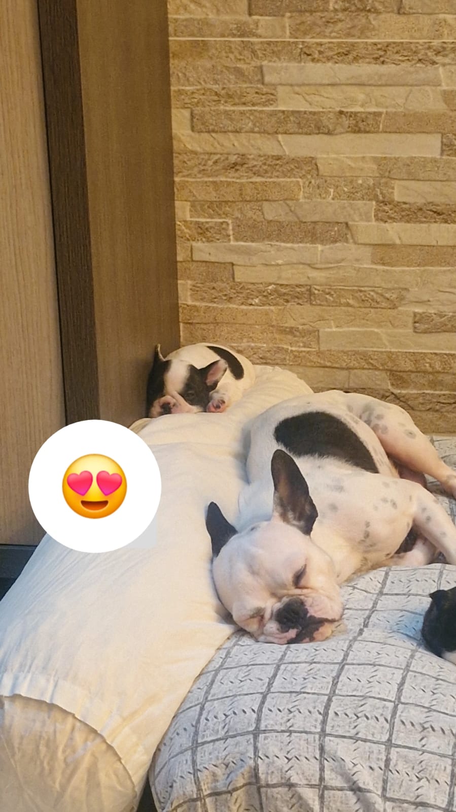 filhotes puros Buldogue Frânces - Foto 2