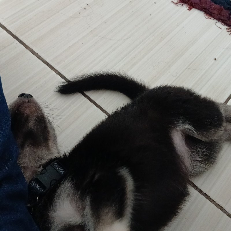 Lindo filhote de husky siberiano 1 mês e 2 semana vai completar 2 meses dia 02 /09 - Foto 1