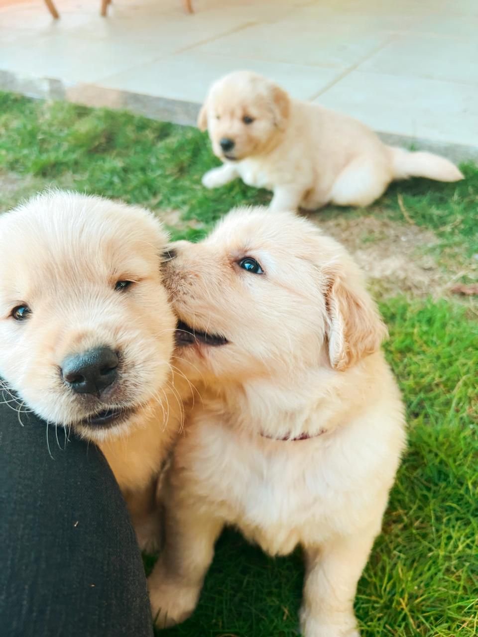Filhotes Golden Retriever dos pais Apollo e Maggie - Foto 4