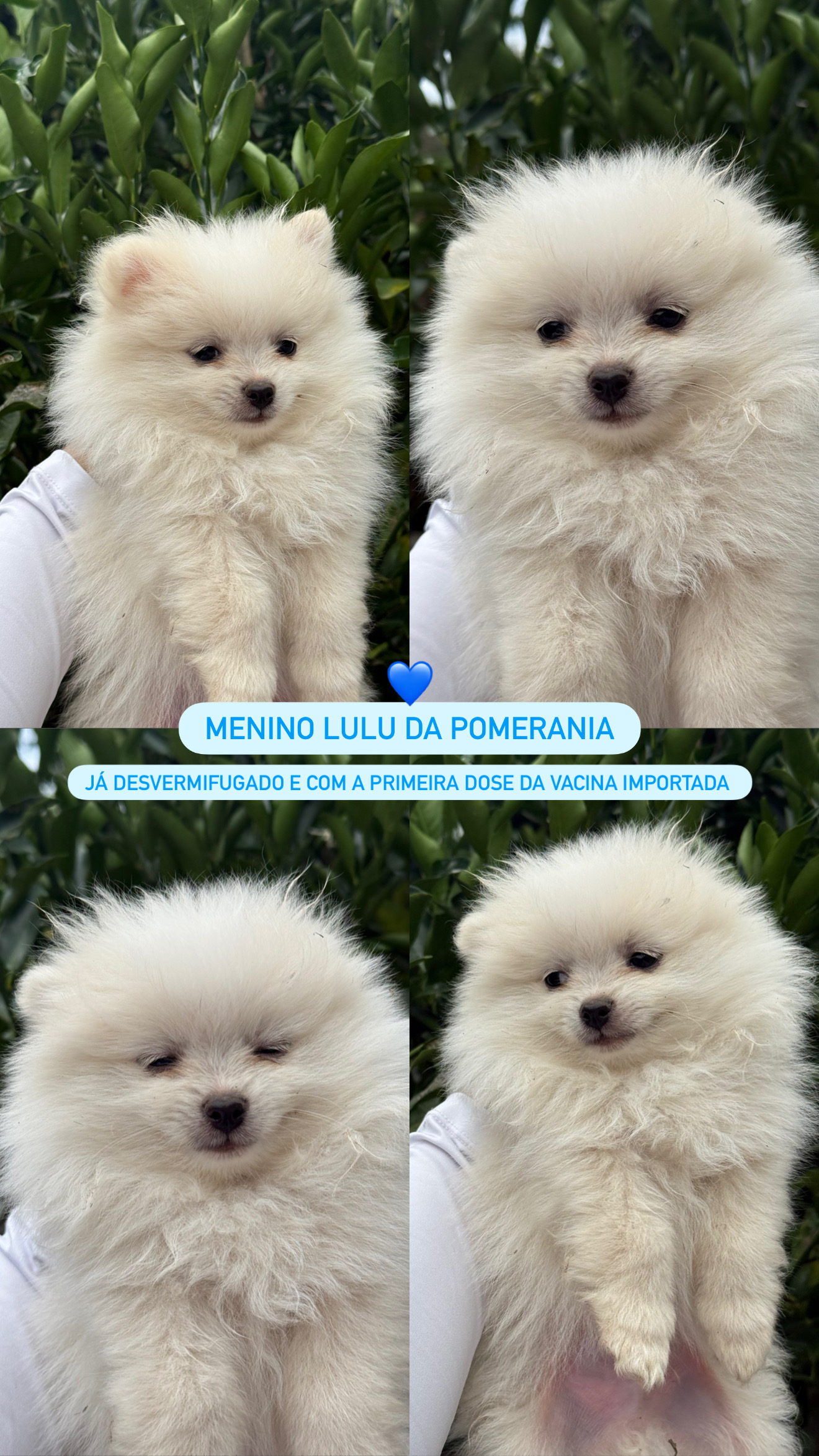 Lulu da Pomerania