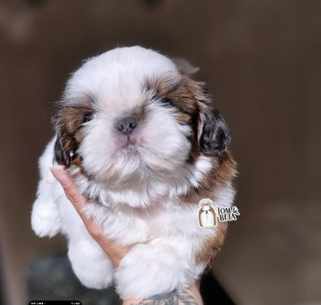 Vende-se shitzu macho 2 meses padrão da ração super carinhoso 