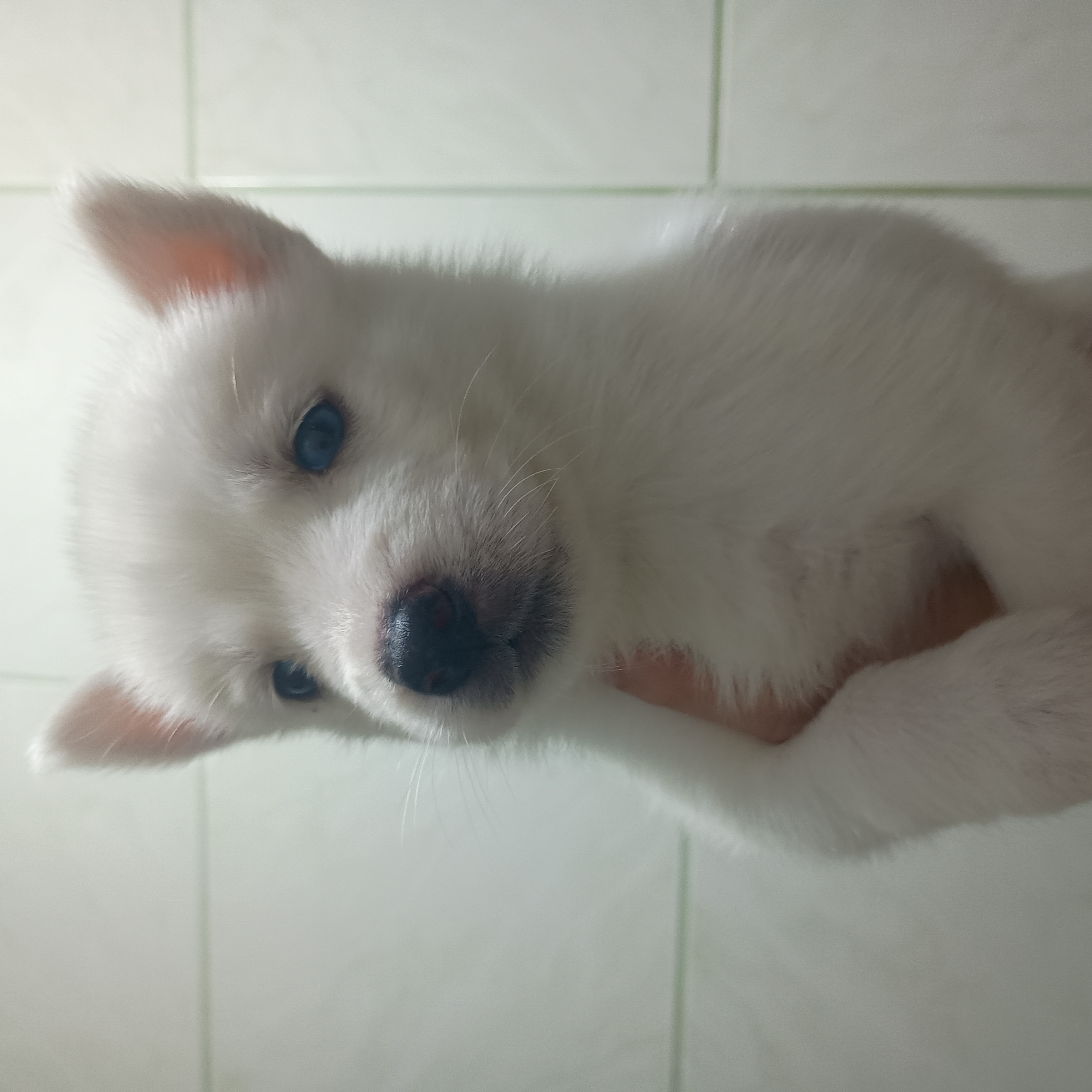 Portal Vendocão Vendo filhotes de husky siberiano  Porto Alegre