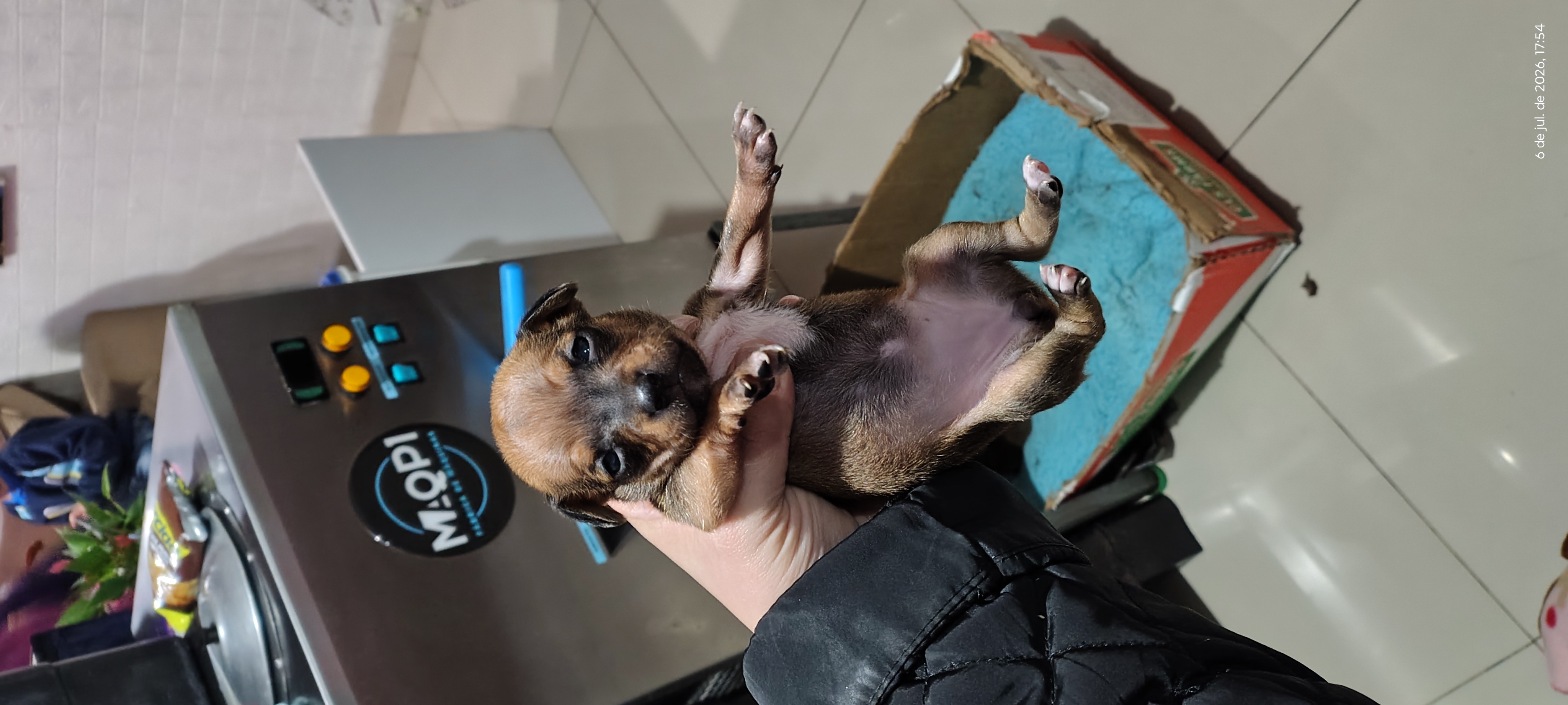 Pinscher