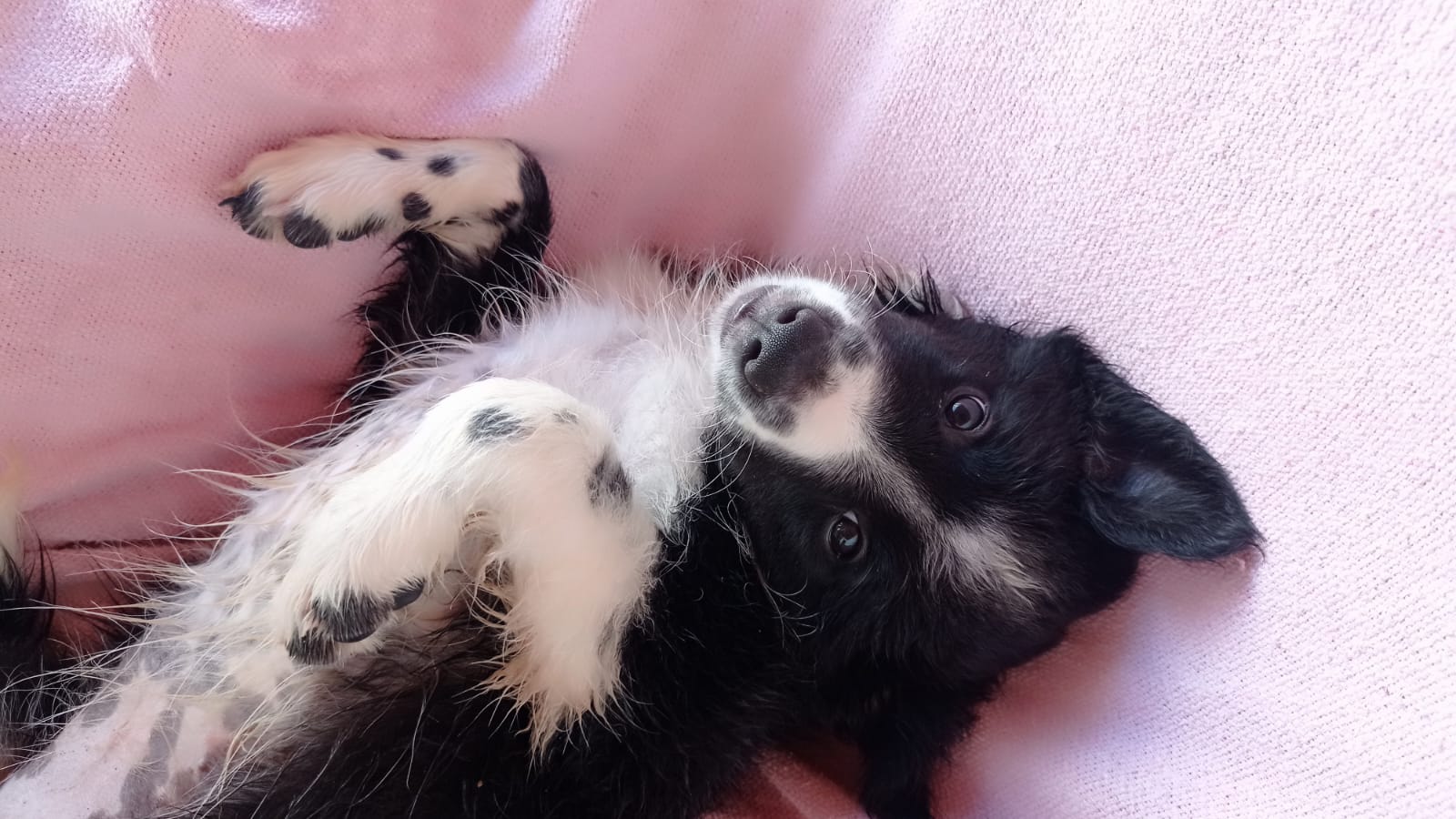 Vendo cachorro Border Collie - Foto 3