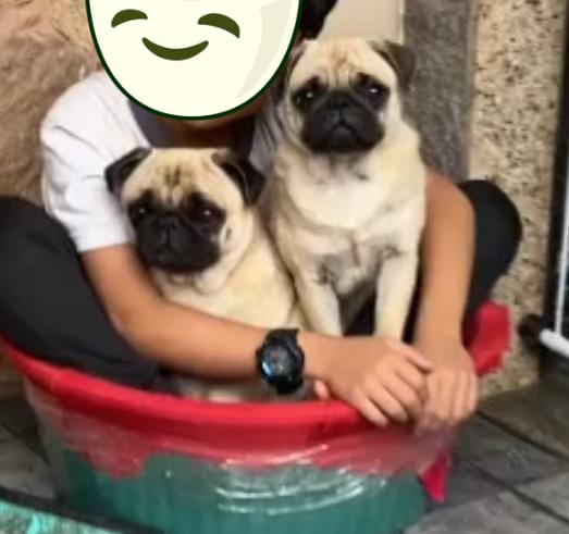 Portal Vendocão 2 Pug fêmeas Rio de Janeiro