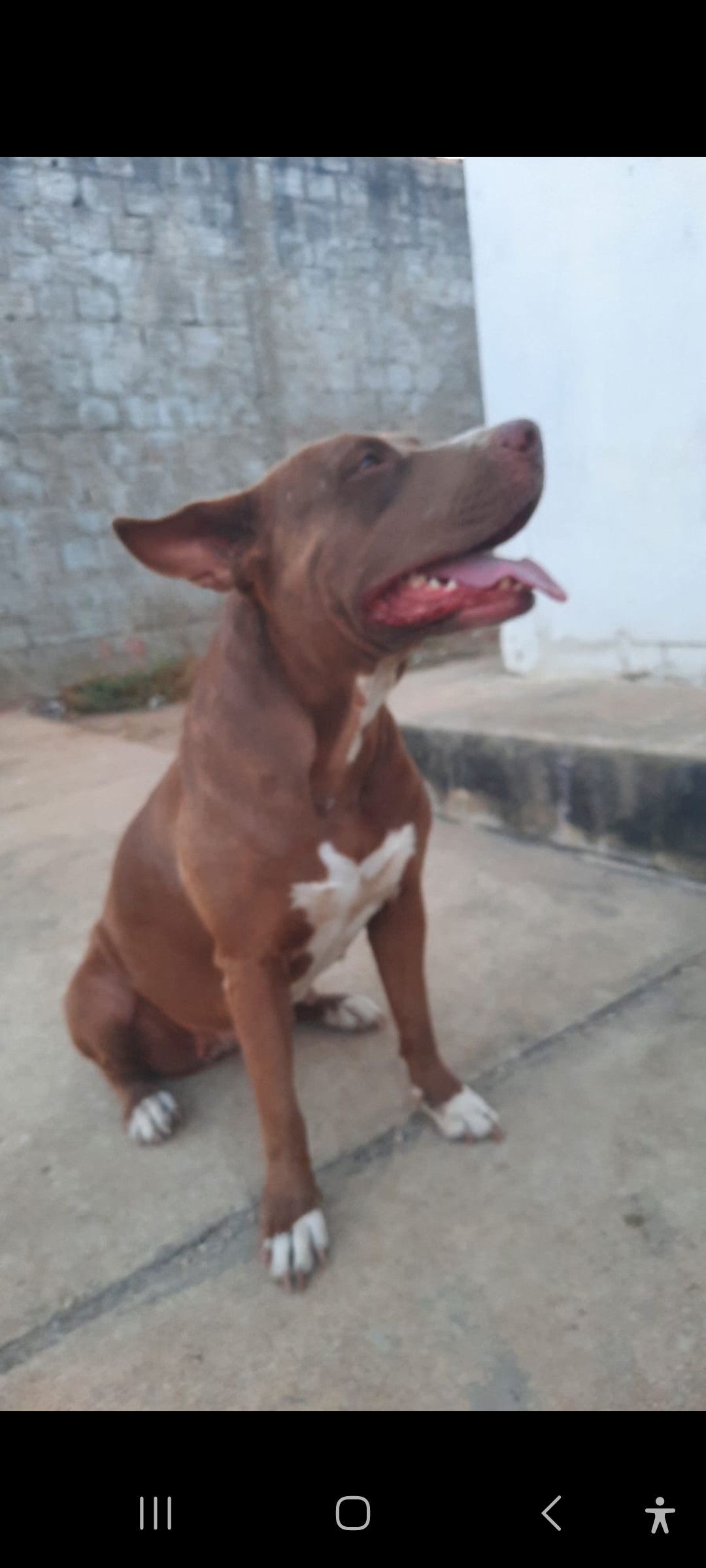 Portal Vendocão Pit bull 3 anos  Teresina