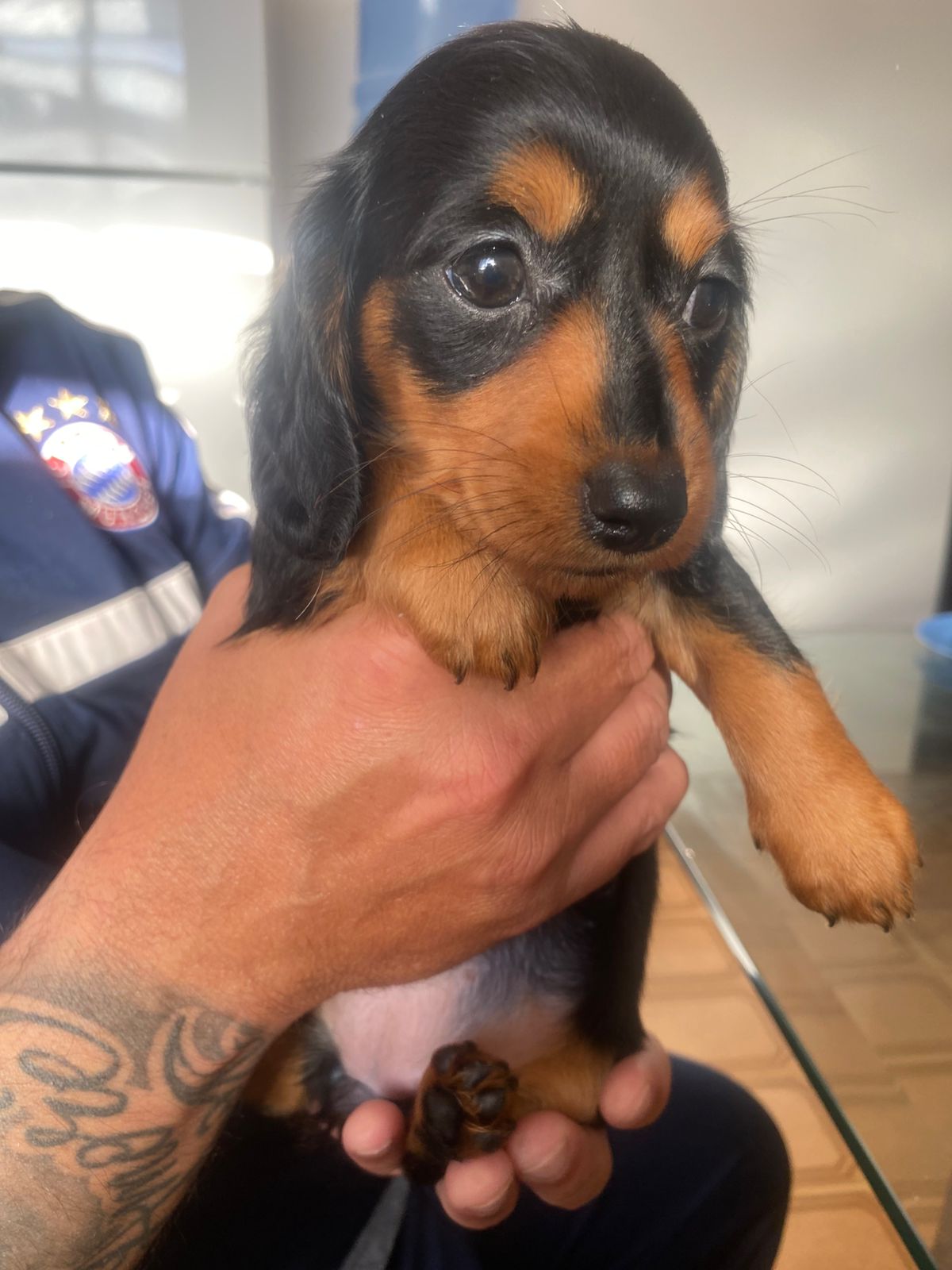 Filhote Teckel (macho) pais com pedigree a pronta entrega. - Foto 3