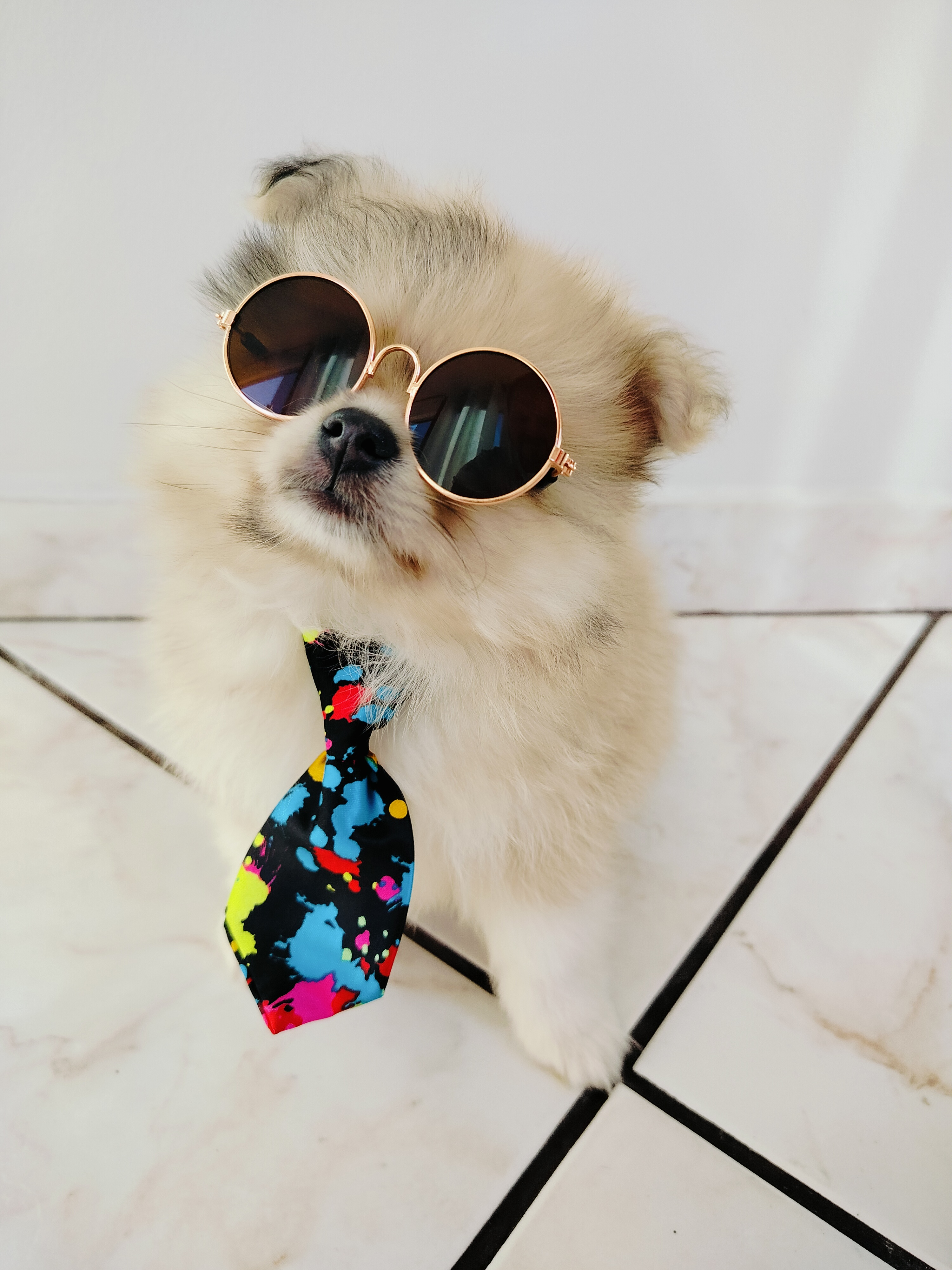 Portal Vendocão Vendo lindo machinho de Lulu da Pomerânia  Barra do Piraí 