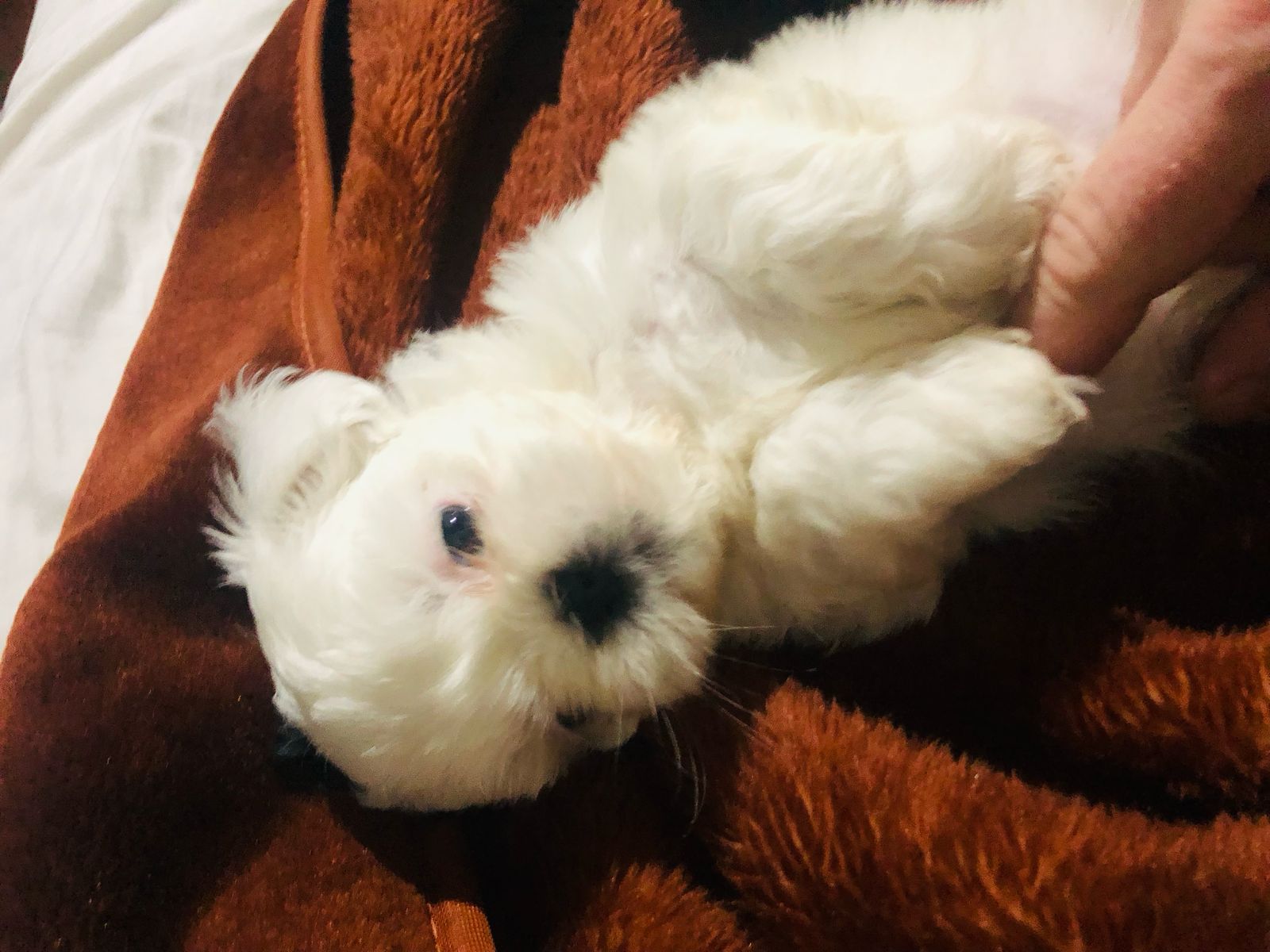 Portal Vendocão Shih Tzu Novo Hamburgo