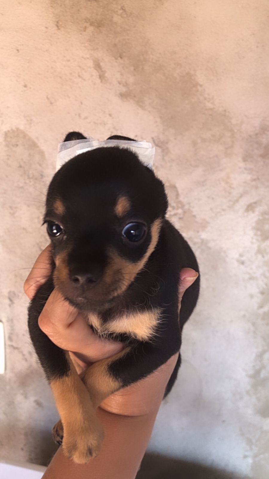 Vendo pinscher macho  - Foto 1