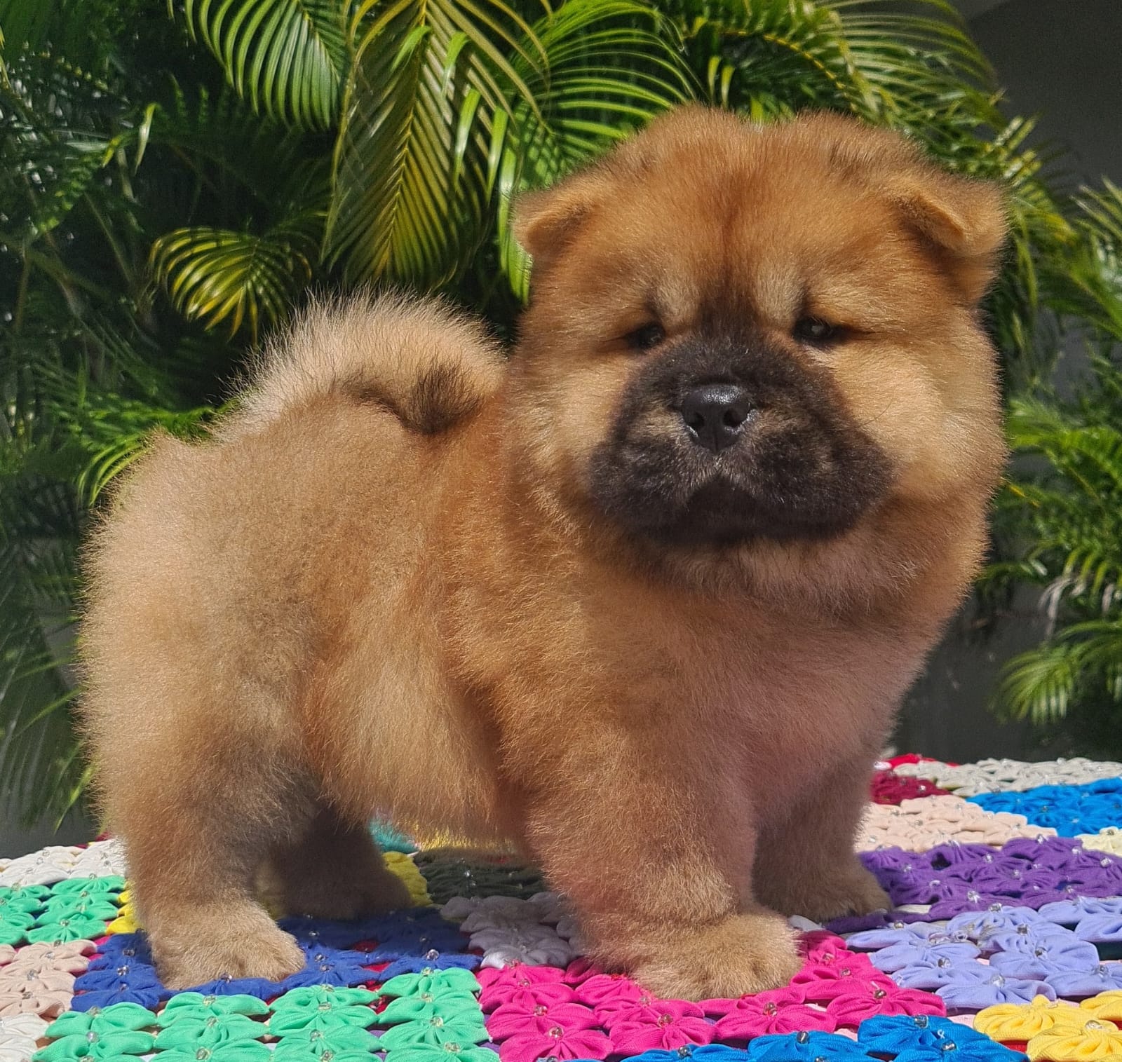 Portal Vendocão Filhotes disponíveis chow chow Maceio