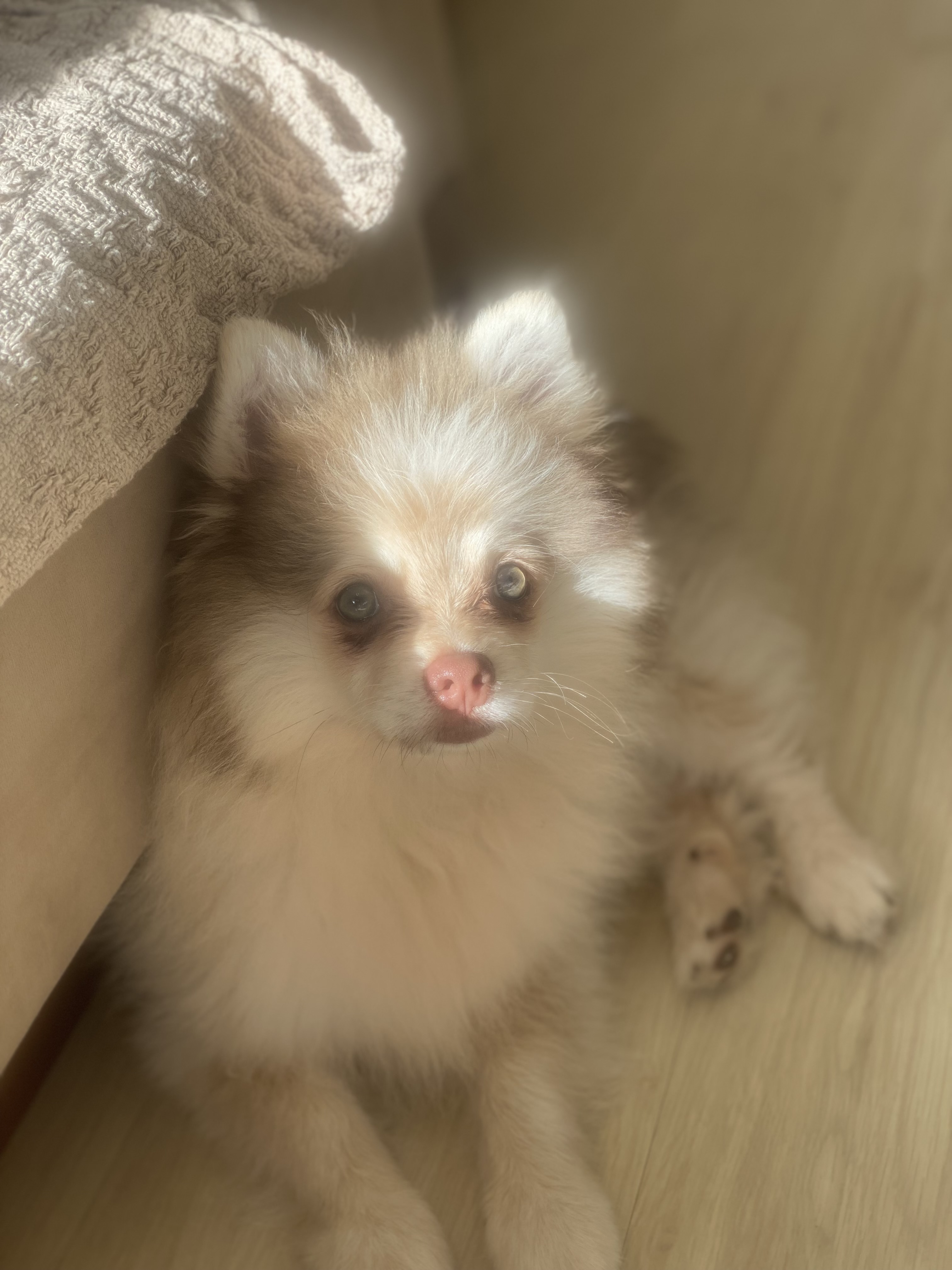 Filhote Spitz Alemão  - Foto 2