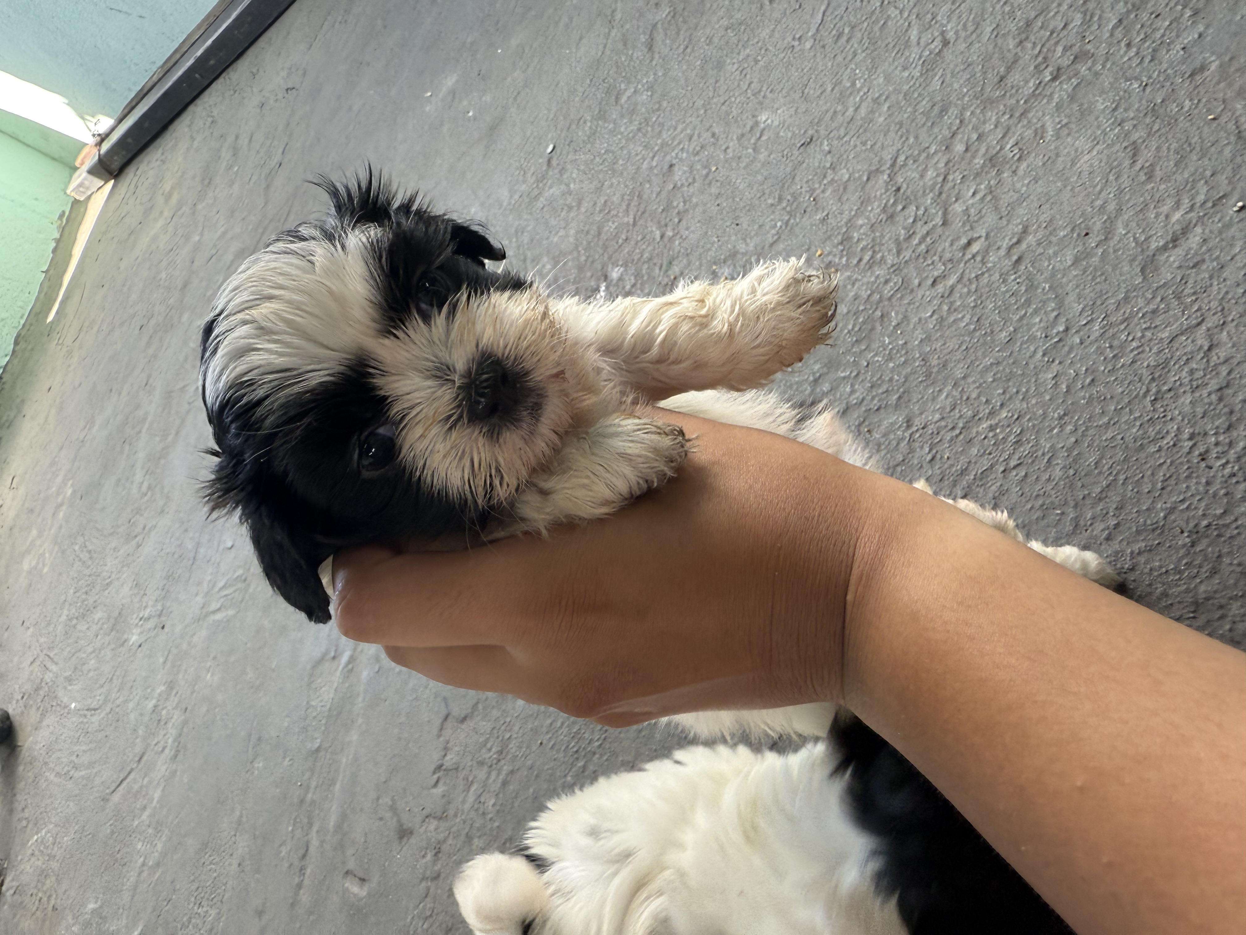 Portal Vendocão Filhotes Shih Tzu Vitória