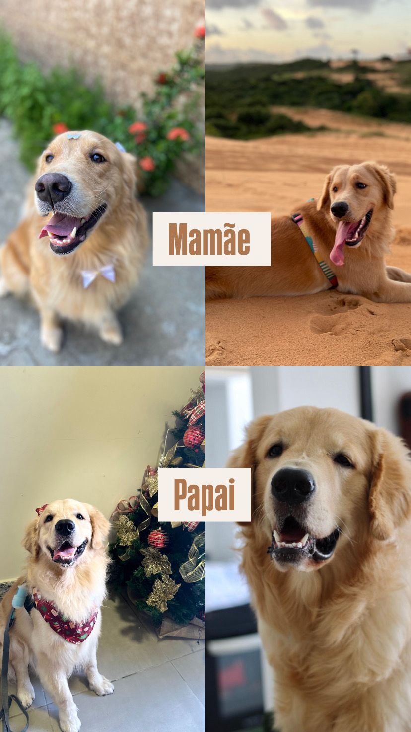 Portal Vendocão Filhotes de Golden Retriever (raça pura) - Lindos e prontos para um novo lar Natal