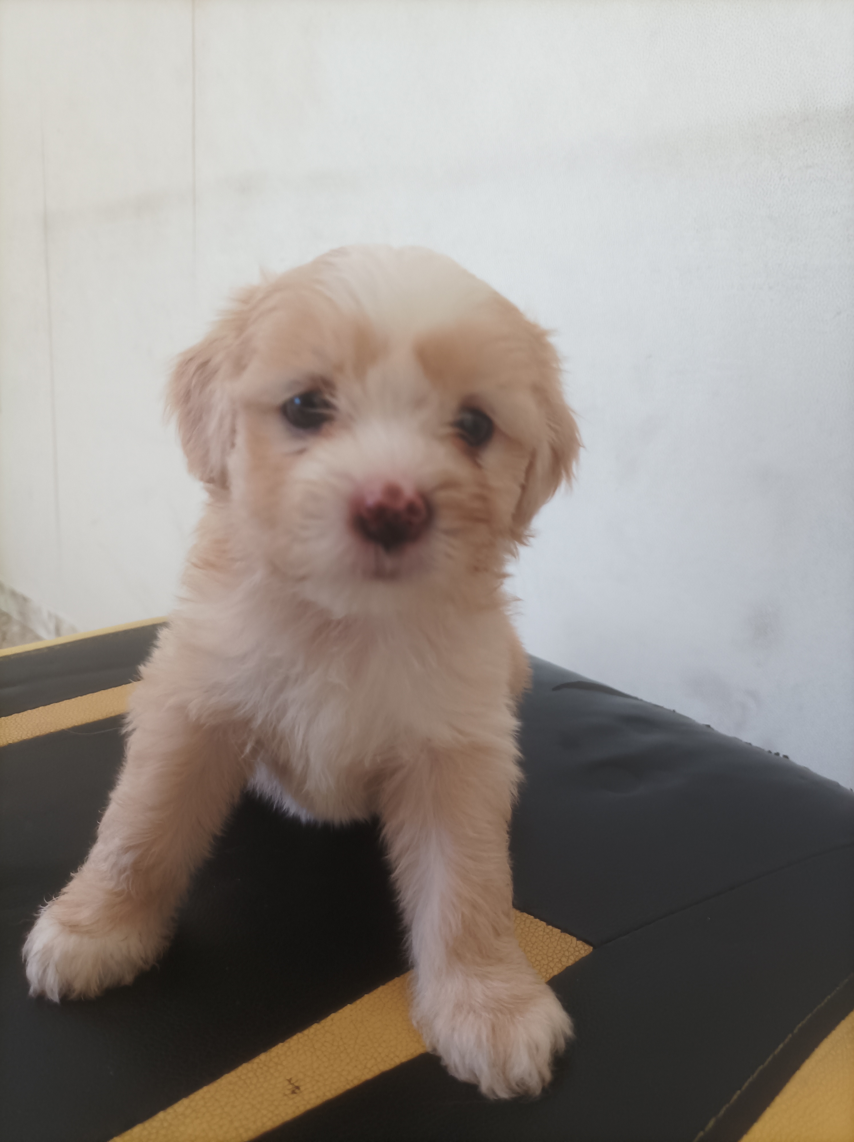 Filhotes de Lhasa Apso  - Foto 2