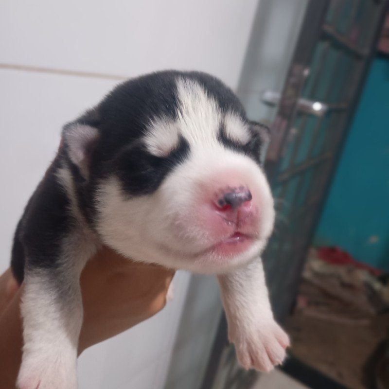 Lindas filhotes husky siberiano