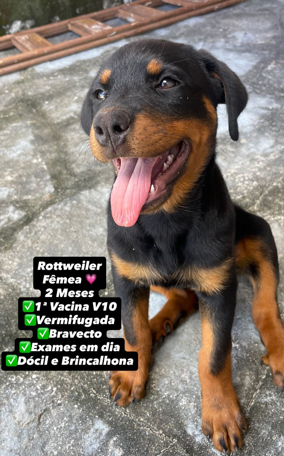 Portal Vendocão Rottweiler Fêmea - 2 Meses João Pessoa