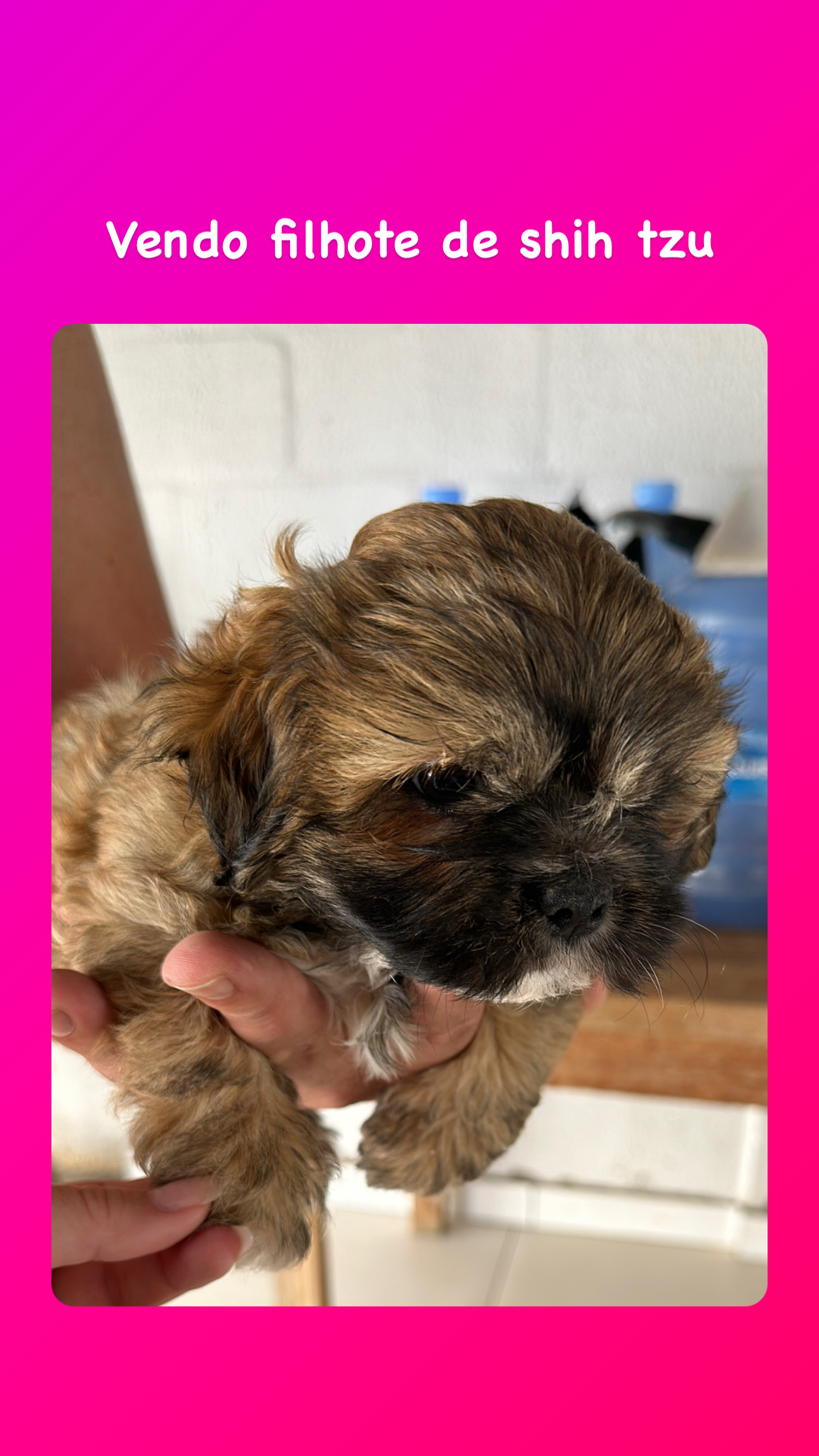 Portal Vendocão Vendo Filhote de Shih tzu fêmea Várzea Grande 
