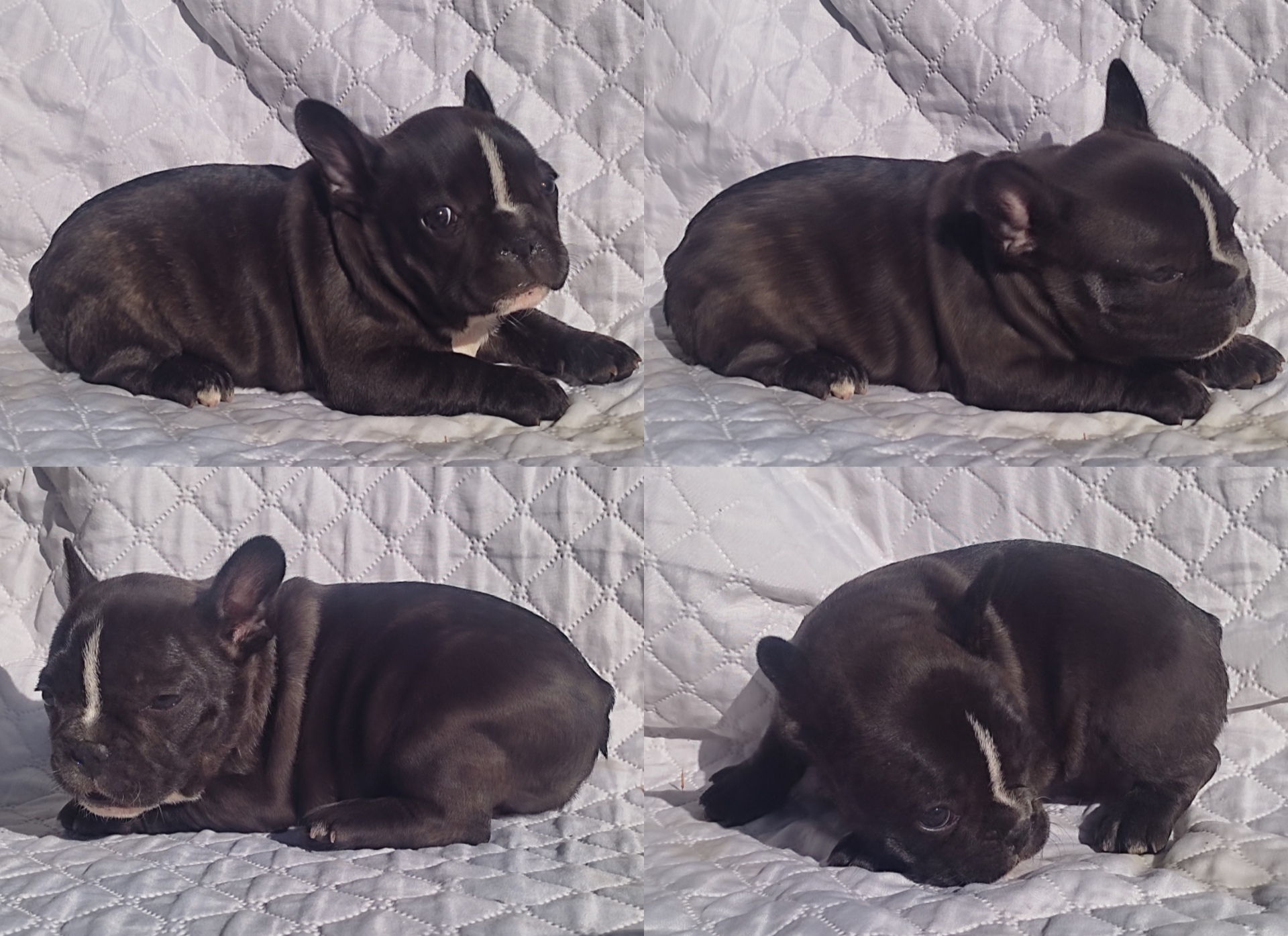 Portal Vendocão Filhote de Bulldog francês  Belo Horizonte