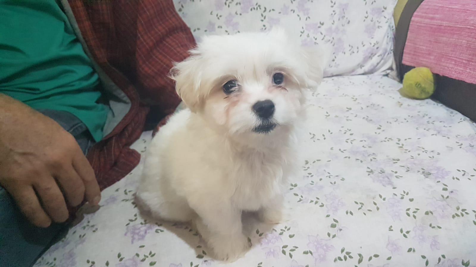 Portal Vendocão Filhote de Maltês Porto Alegre