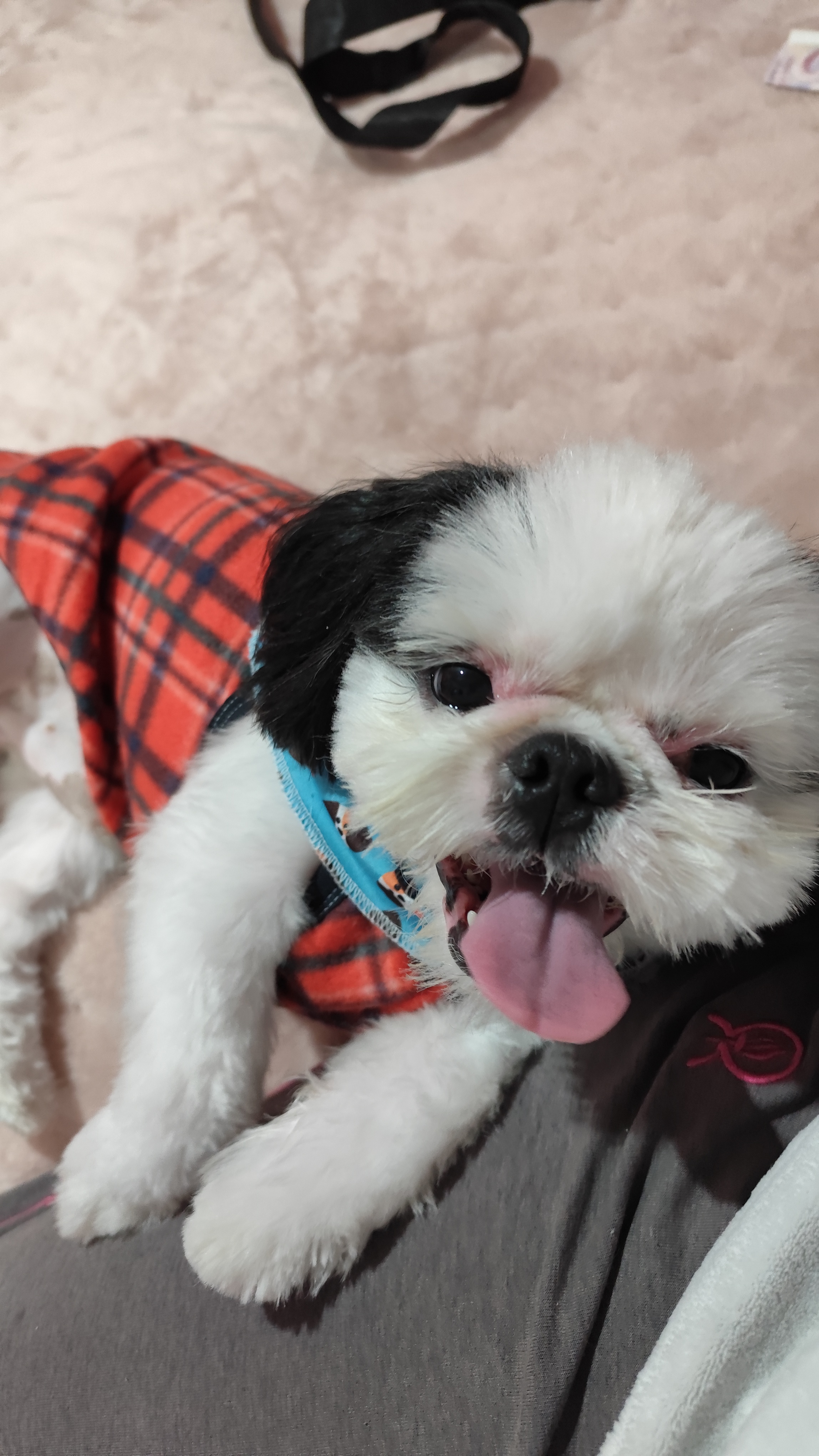 Portal Vendocão Filhotes de Shih tzu  VIAMAO 