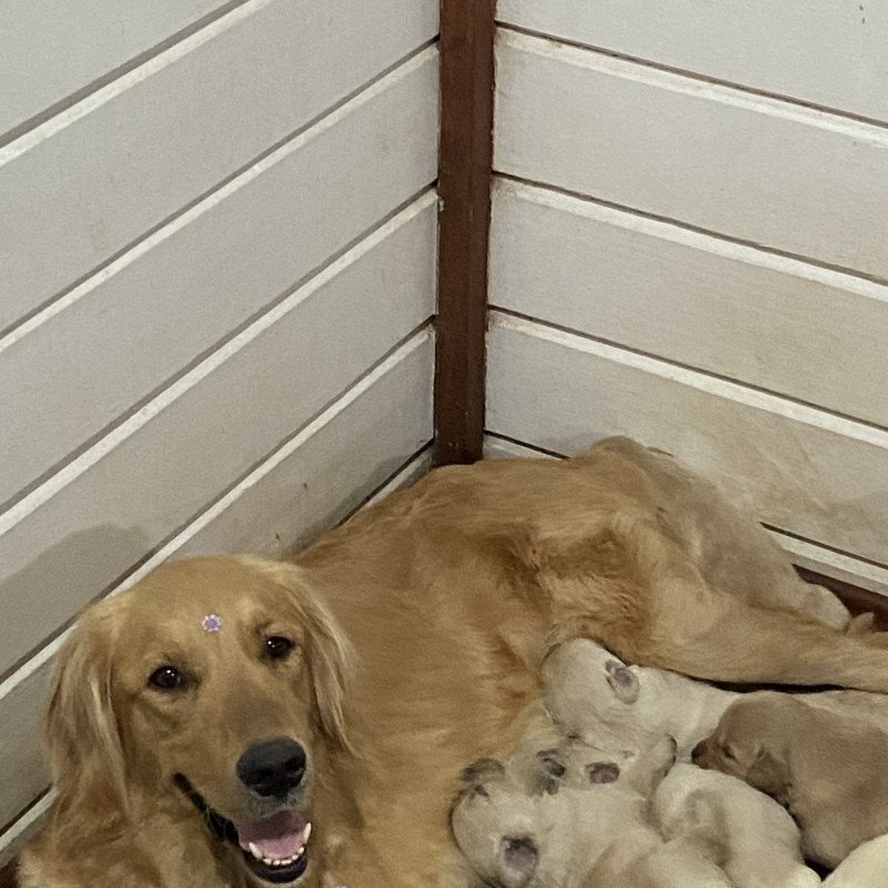 Lindos filhotes de Golden retriever a venda nascidos em 15/08
