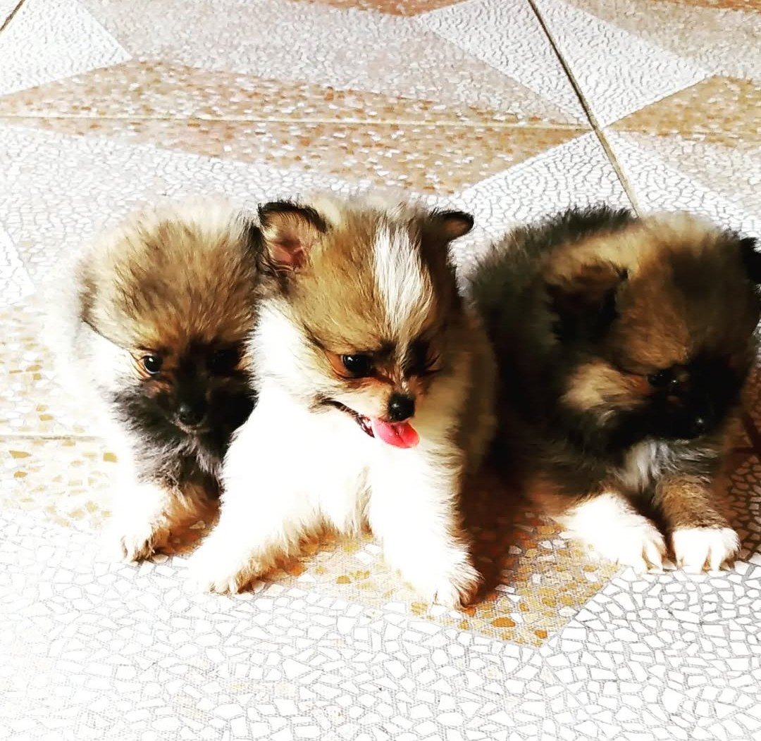 Filhotes de spitz alemão Blue merle  - Foto 2