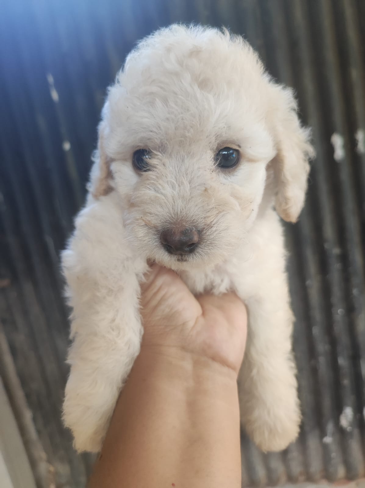 Portal Vendocão Filhotes de Poodle N:1, macho São José de Ribamar
