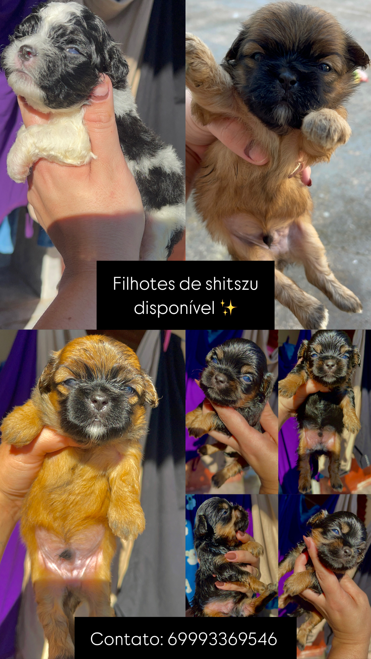 Portal Vendocão Cachorro shitszu  Porto velho