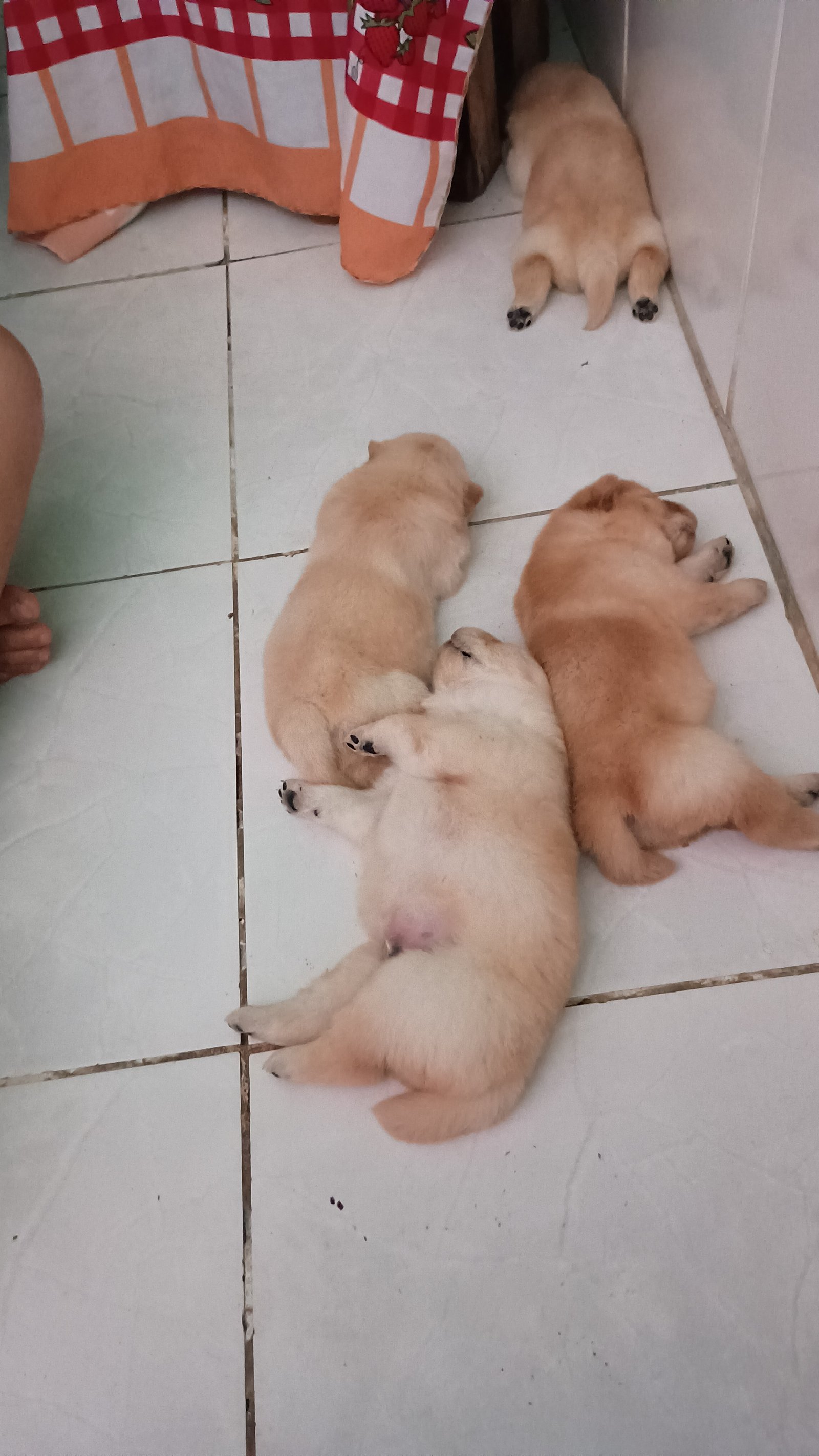 Filhotes de Chow Chow  - Foto 3