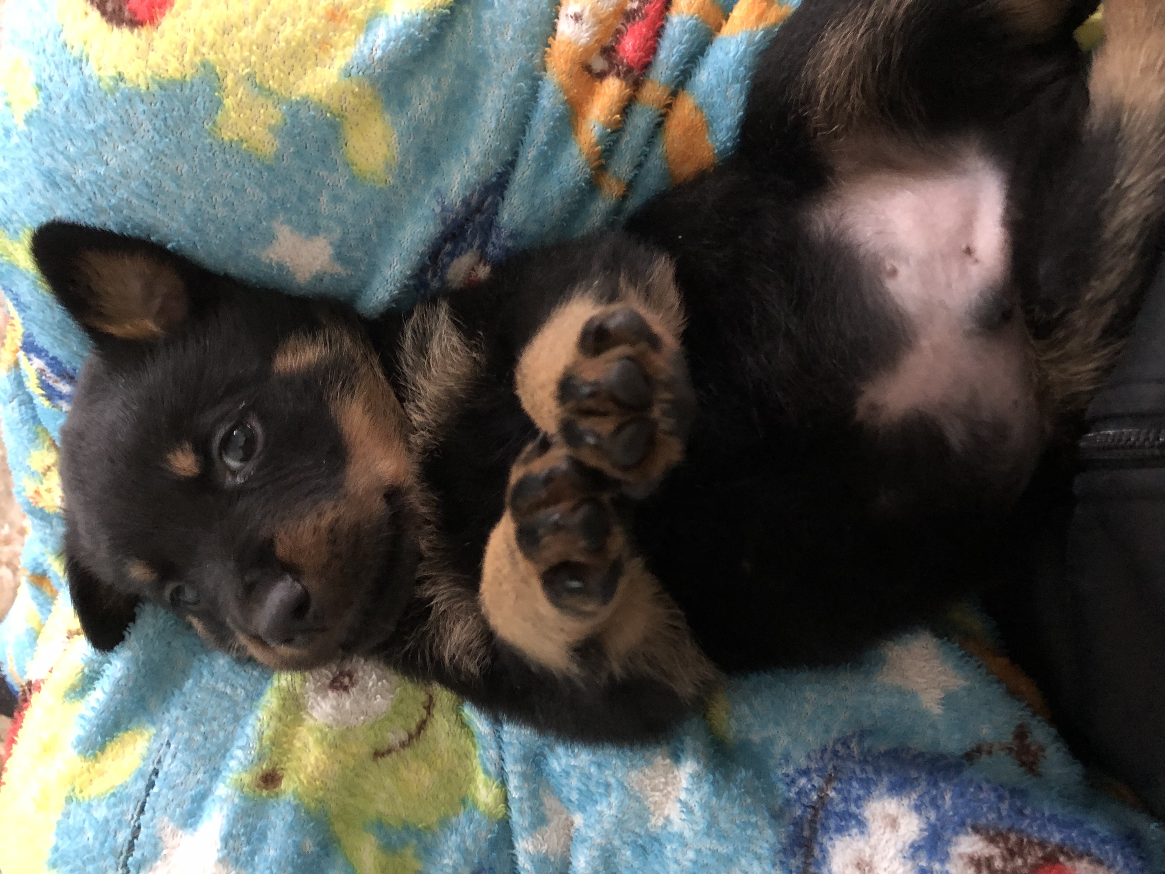 Portal Vendocão Rottweiler a venda Guarulhos 