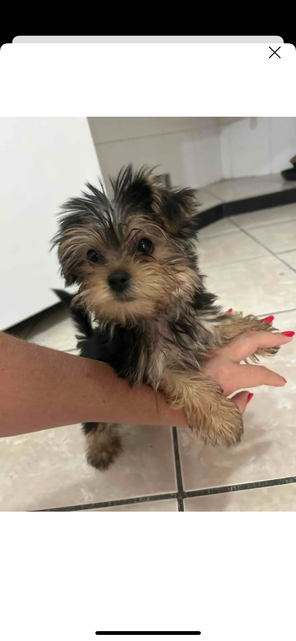 Portal Vendocão Venda de cachorro  Nova Iguaçu 