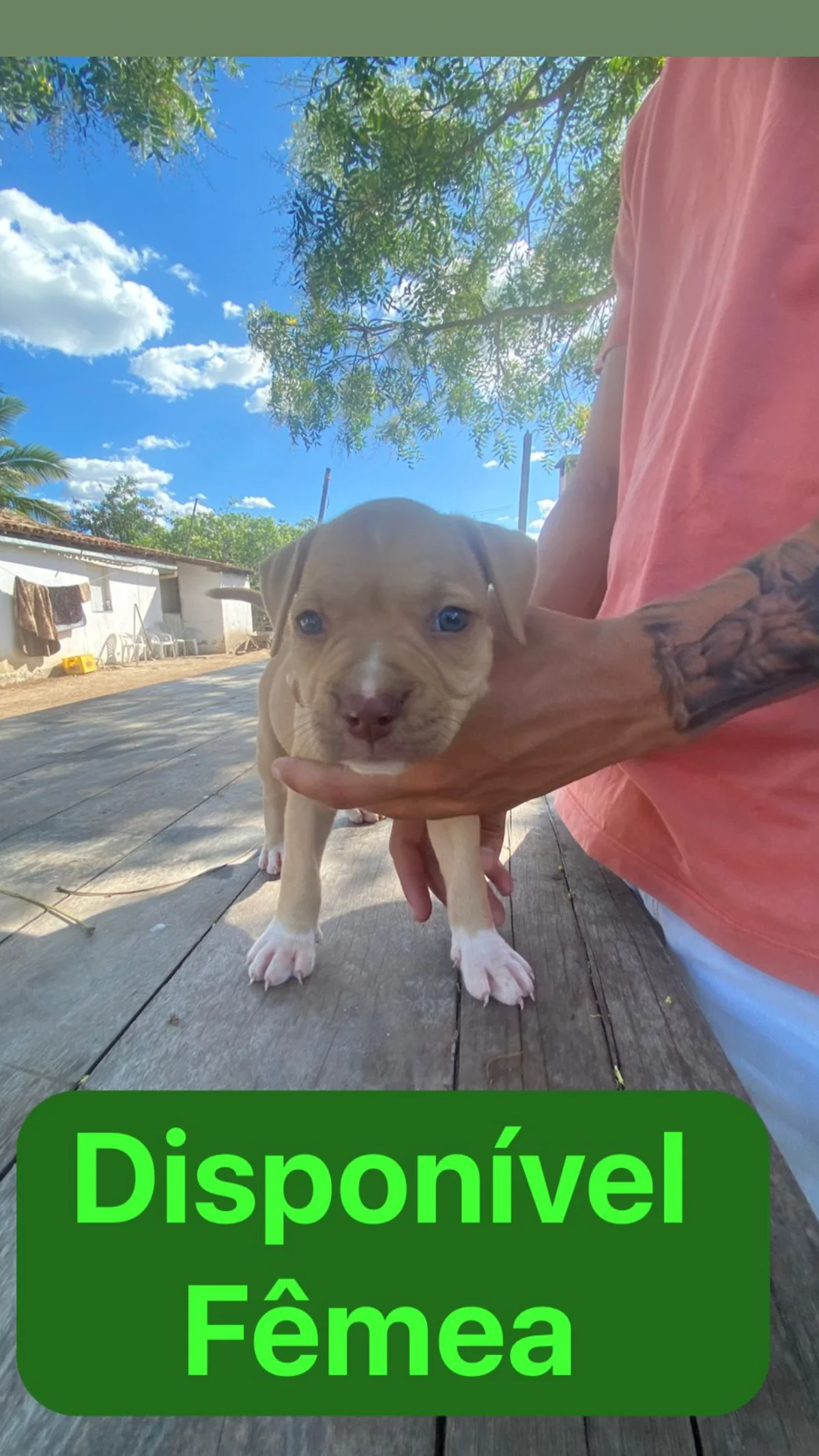 Portal Vendocão Filhotes de American Bully  Santa Bárbara