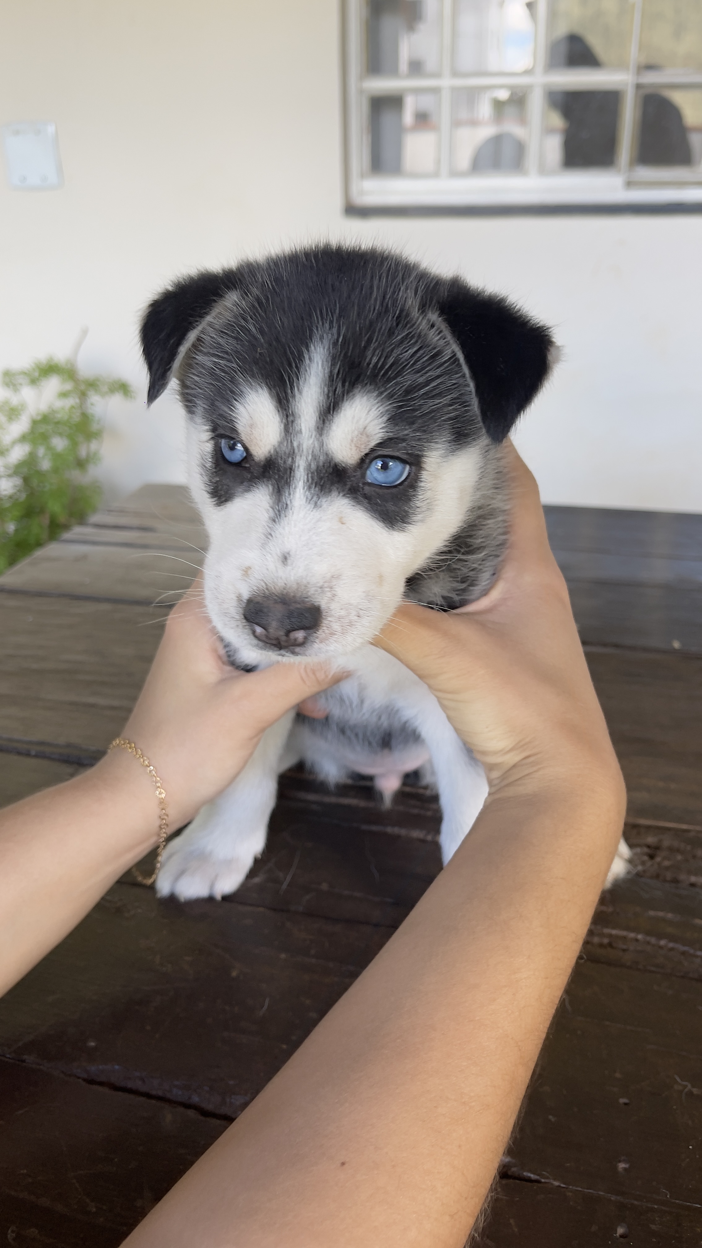 Filhotes Husky Siberiano 