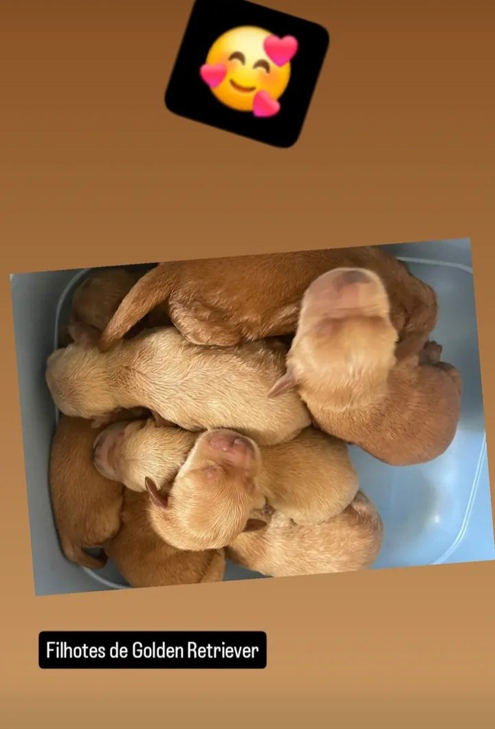 Golden Retrivier 